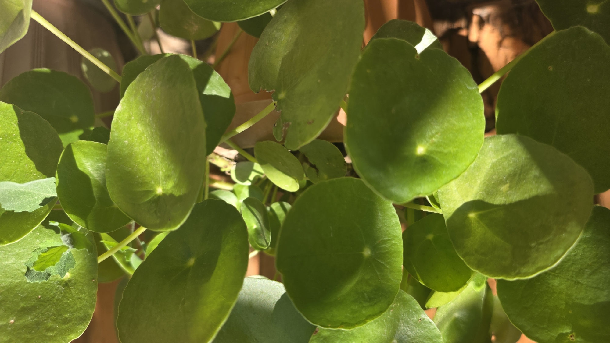 The image shows a close-up view of a Pilea peperomioides plant, commonly known as a Chinese money plant, with its characteristic round, flat, green leaves. The plant is in a terracotta pot, which is visible in the background. Sunlight casts shadows on the leaves, highlighting their texture and form. There are no people or animals present in the image. The scene is likely indoors or in a sheltered outdoor space. The location in Tokmok City, Kyrgyzstan is not discernible from the image itself.