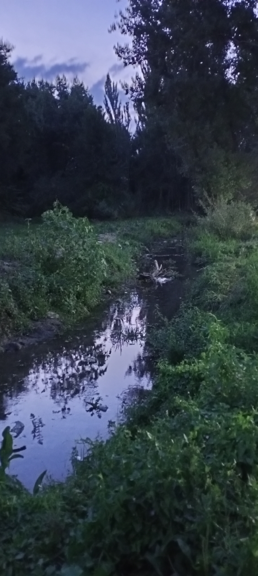 This image depicts a natural scene in the city of Sokuluk, Kyrgyzstan, featuring a small body of water, likely a stream or ditch, flowing through overgrown vegetation. The sky above is a twilight blue with some scattered clouds, suggesting it is either early morning or late evening. The water reflects the sky and the surrounding trees, creating a serene and somewhat muted visual. Dense green foliage, including bushes and tall grasses, lines the banks of the watercourse, indicating a wild or untended environment. The overall impression is one of a peaceful, natural setting within the vicinity of Sokuluk.