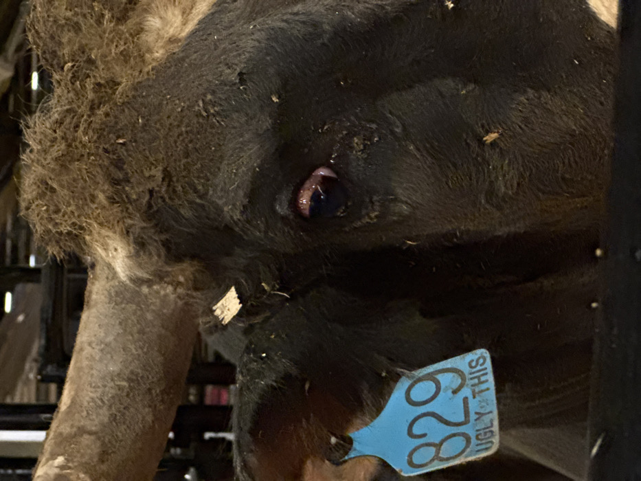 A close-up shot reveals the face of a black and brown cow. The cow's eye, dark and surrounded by black fur, is visible. A blue ear tag labeled "829" and "UGLY THIS" hangs from its ear. Patches of brown and black fur cover the cow's head and neck. The image appears to be taken indoors, possibly in a barn or holding area, with glimpses of a metal structure in the background.