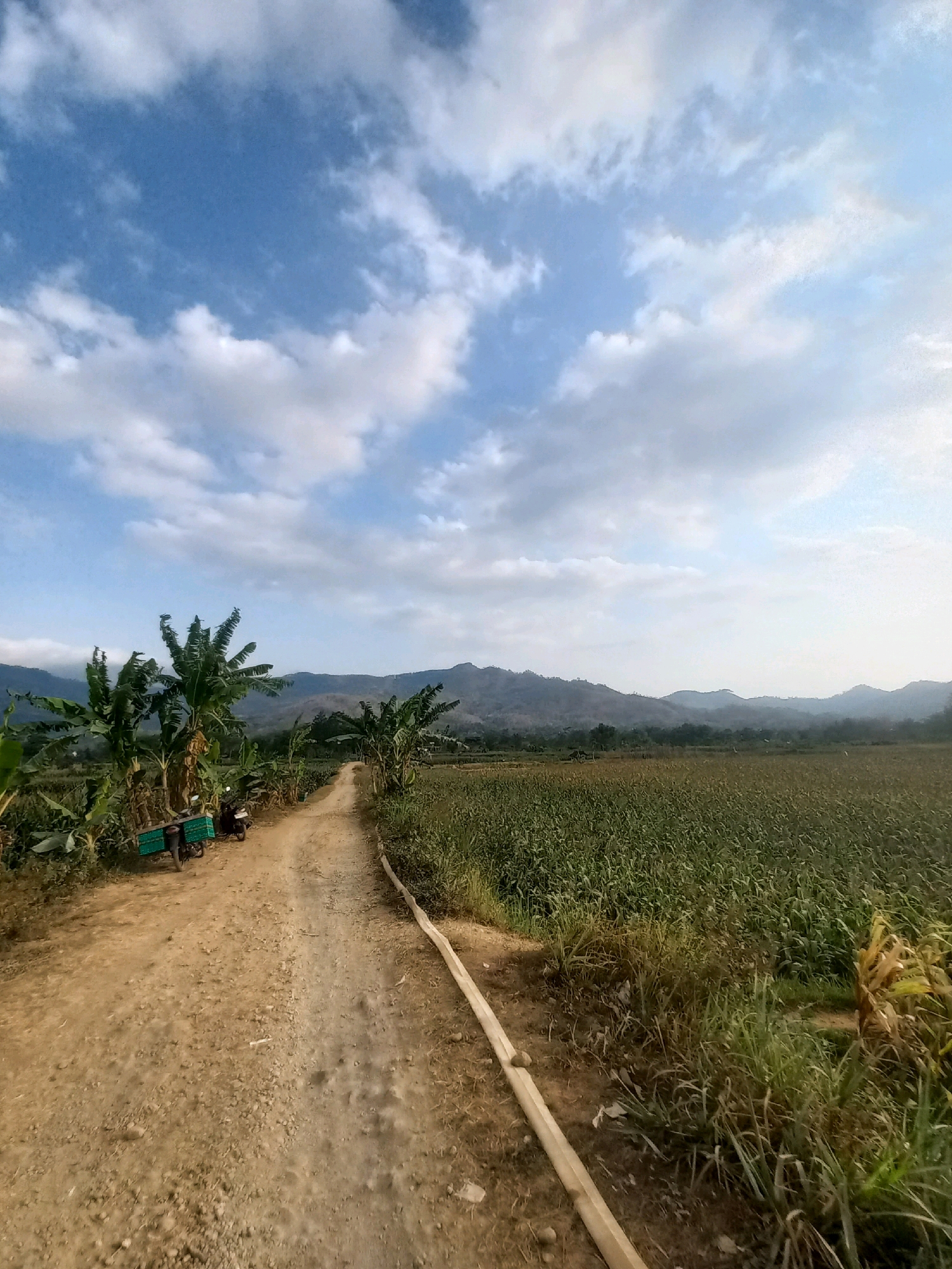 A dirt road curves through a rural landscape in Girirejo, Indonesia. On the left side of the road, several banana trees are clustered together. Two motorcycles are parked near the banana trees, one with a green crate attached to its rear. The road continues to the right, leading towards a vast field of green crops that stretches to the horizon. In the distance, rolling hills and mountains form a natural backdrop under a sky filled with white, scattered clouds. The scene is one of agricultural activity and natural beauty.