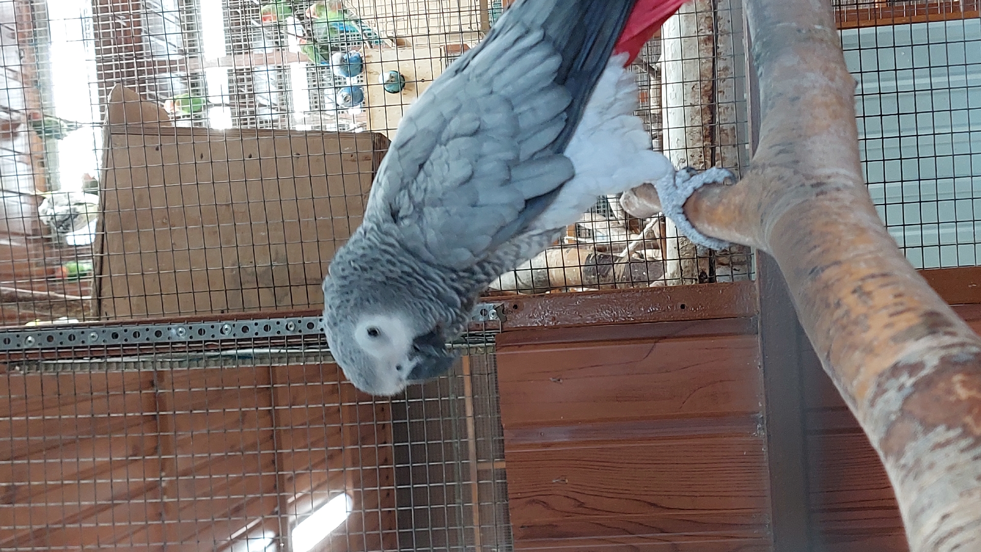 A medium shot shows an African Grey parrot perched on a natural wood branch in an aviary. The parrot, facing left, is predominantly gray with a white underside and a red tail feather visible. Its beak is dark gray, and its eye is light-colored with a dark pupil. The parrot's feet, gray and scaly, grip the branch. The branch has a rough, textured surface with brown and gray markings. Behind the parrot, a wire mesh enclosure is visible, revealing other birds in the background. To the left of the parrot is a wooden panel with vertical grain. The lighting suggests an indoor setting, possibly a zoo or a pet store, with diffused light coming from overhead. The environment appears to be an aviary with multiple birds and a constructed habitat.