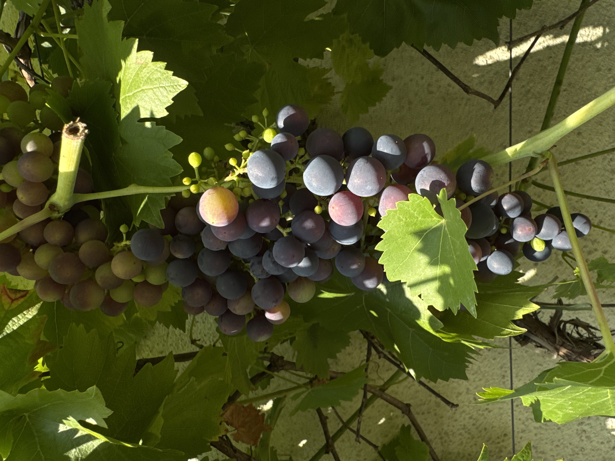 A close-up, eye-level, vertical shot captures a bunch of ripe grapes hanging from a vine against a lightly textured, light-colored wall. The grapes are a mix of deep purple and lighter reddish-purple hues, with a few green grapes also visible. Sunlight dapples the scene, casting shadows from the leaves and grapes onto the wall and the grapes themselves. Several large green grape leaves frame the cluster of fruit, some with serrated edges. The vine stem is thick and green. The background wall appears to be an exterior surface of a building. The image was taken in Wettstetten, Germany. No people are present in the image.