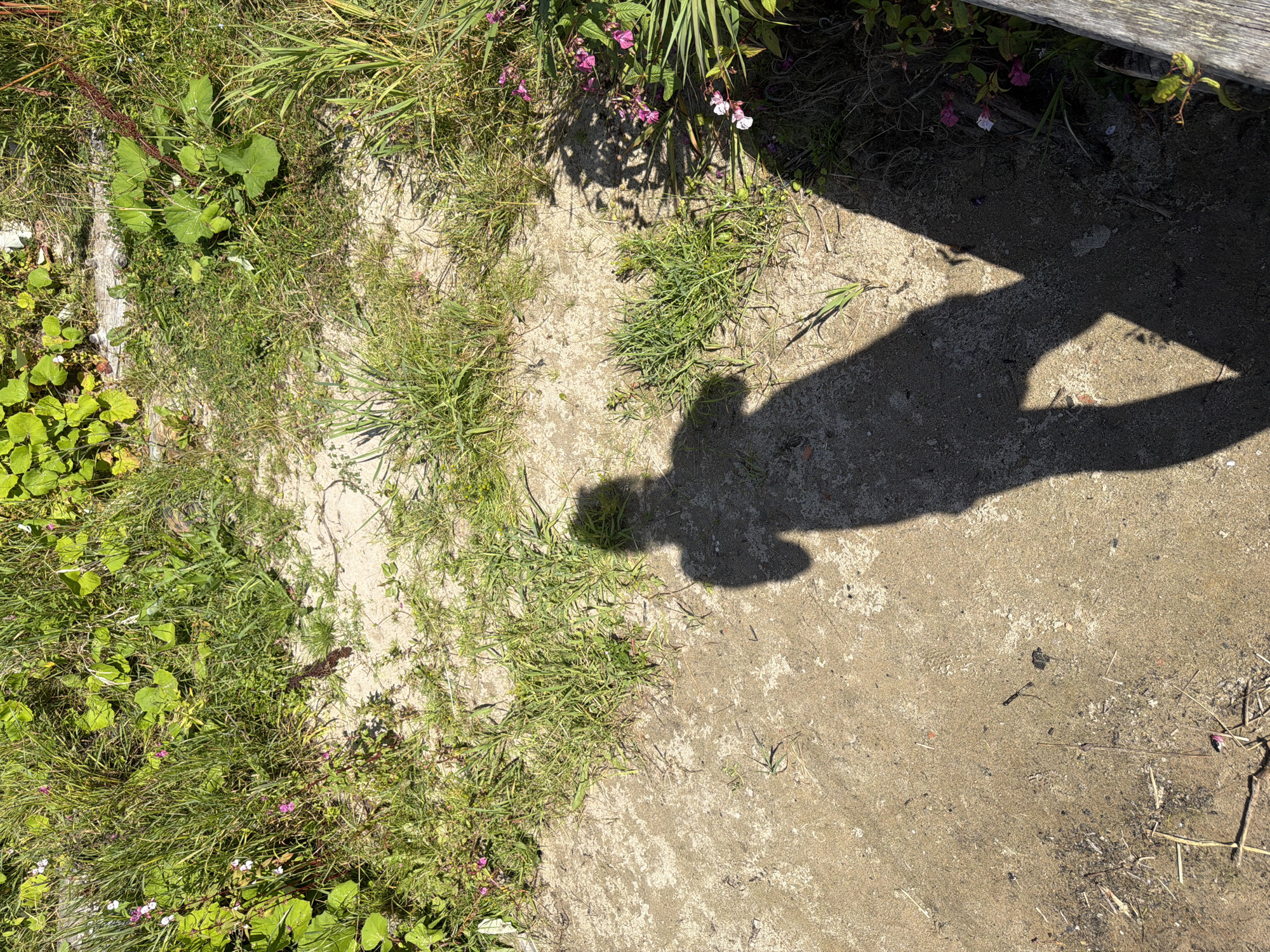 The image depicts a ground-level view of a sandy area with sparse vegetation and a prominent shadow of a person casting diagonally across the scene. The vegetation consists of green grass and some leafy plants, with a few small pink and white flowers visible in the upper left and right portions of the image. The ground is a mixture of sand and dirt, with some dry grass and twigs scattered about. The shadow of a person, likely holding a camera or phone, is cast from the upper left to the lower right of the frame. The lighting suggests it is daytime, with the sun positioned to the left of the frame, creating the strong shadow. There is no indication of the city of Jalguba, Russia, or any specific urban environment in the image.