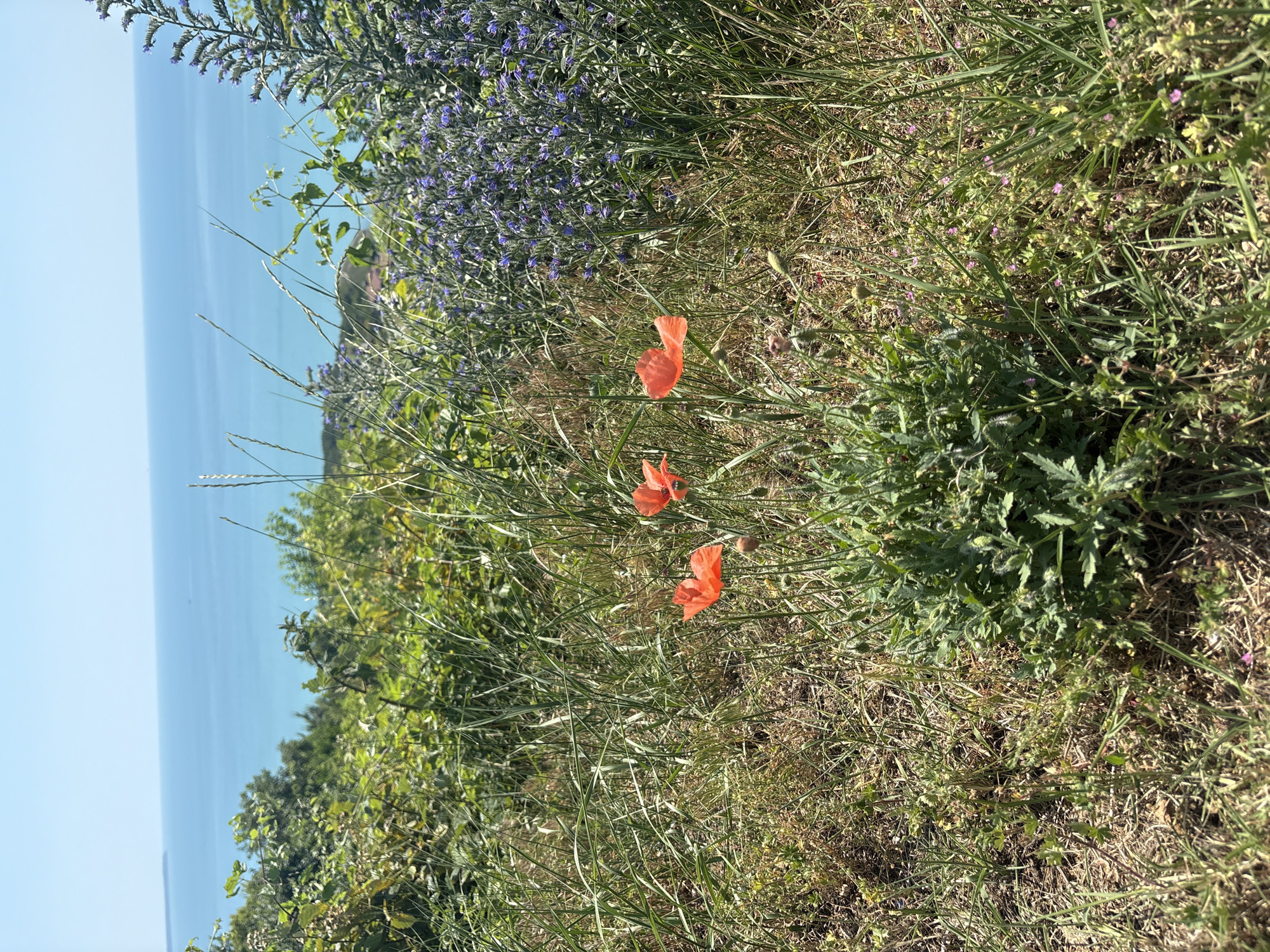 A field of poppies and wild grasses is in the foreground, with a blue body of water and sky in the background. The poppies are red and have thin, delicate petals. They are growing in clusters, with some closed buds visible. The grass is tall and green, with some dry, brown blades mixed in. In the middle ground, there is a patch of small, purple flowers. The water in the background is a vibrant blue, and the sky is clear and bright. The scene appears to be a natural landscape, possibly a coastal area. There are no people or man-made objects visible in the image.