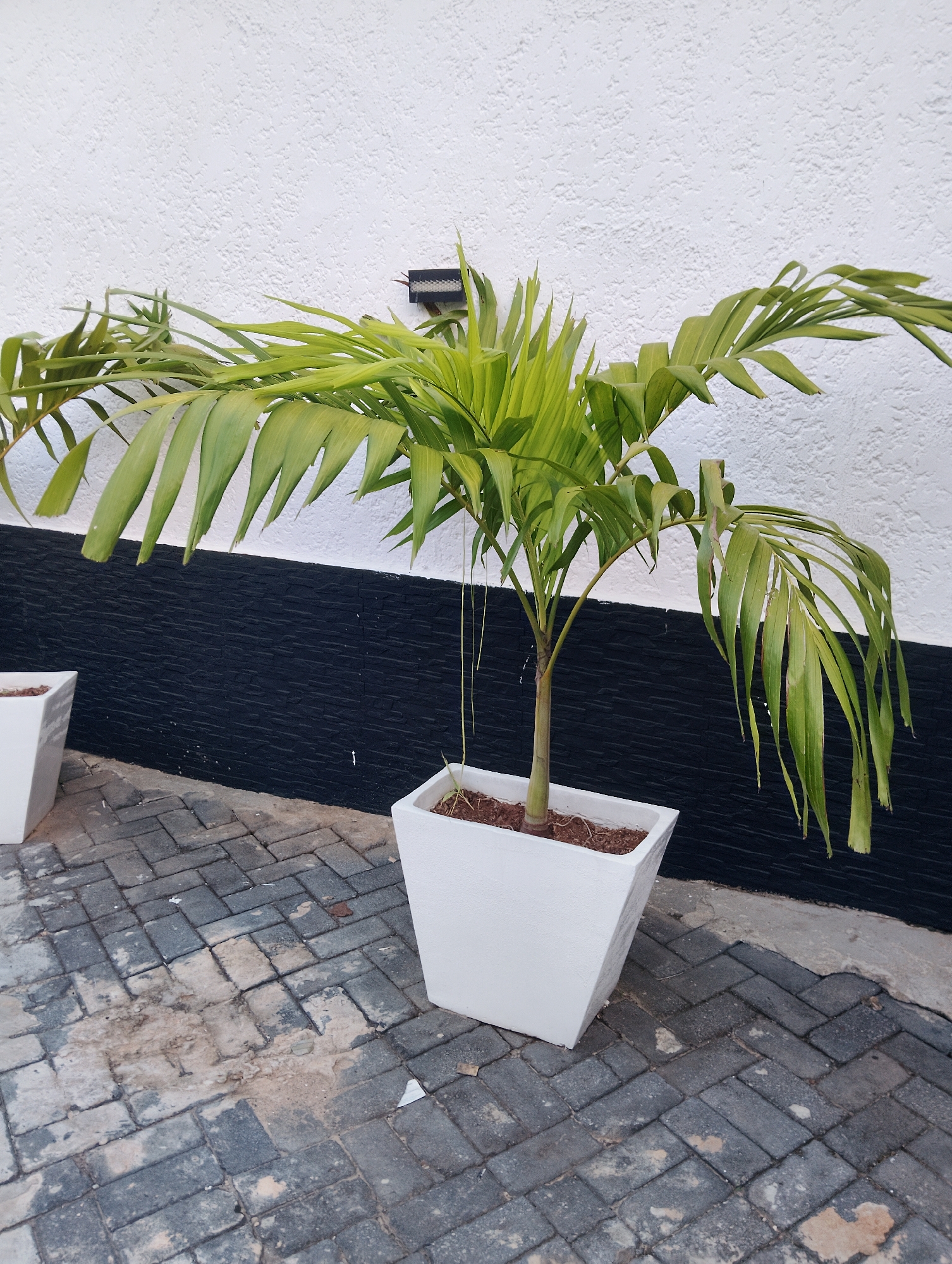 In Moba, Nigeria, a potted palm tree stands on a paved walkway in front of a textured white wall. The palm tree is in a square white planter filled with soil. The wall behind the plant is painted white and textured, with a black horizontal band running across the lower portion. The walkway is made of dark gray interlocking pavers, some of which are stained with dirt and debris. To the left and right of the central planter, parts of other similar white planters are visible, suggesting a decorative arrangement. A small dark object, possibly a light fixture or electrical box, is mounted on the wall above and to the right of the palm tree. The lighting indicates it is daytime.