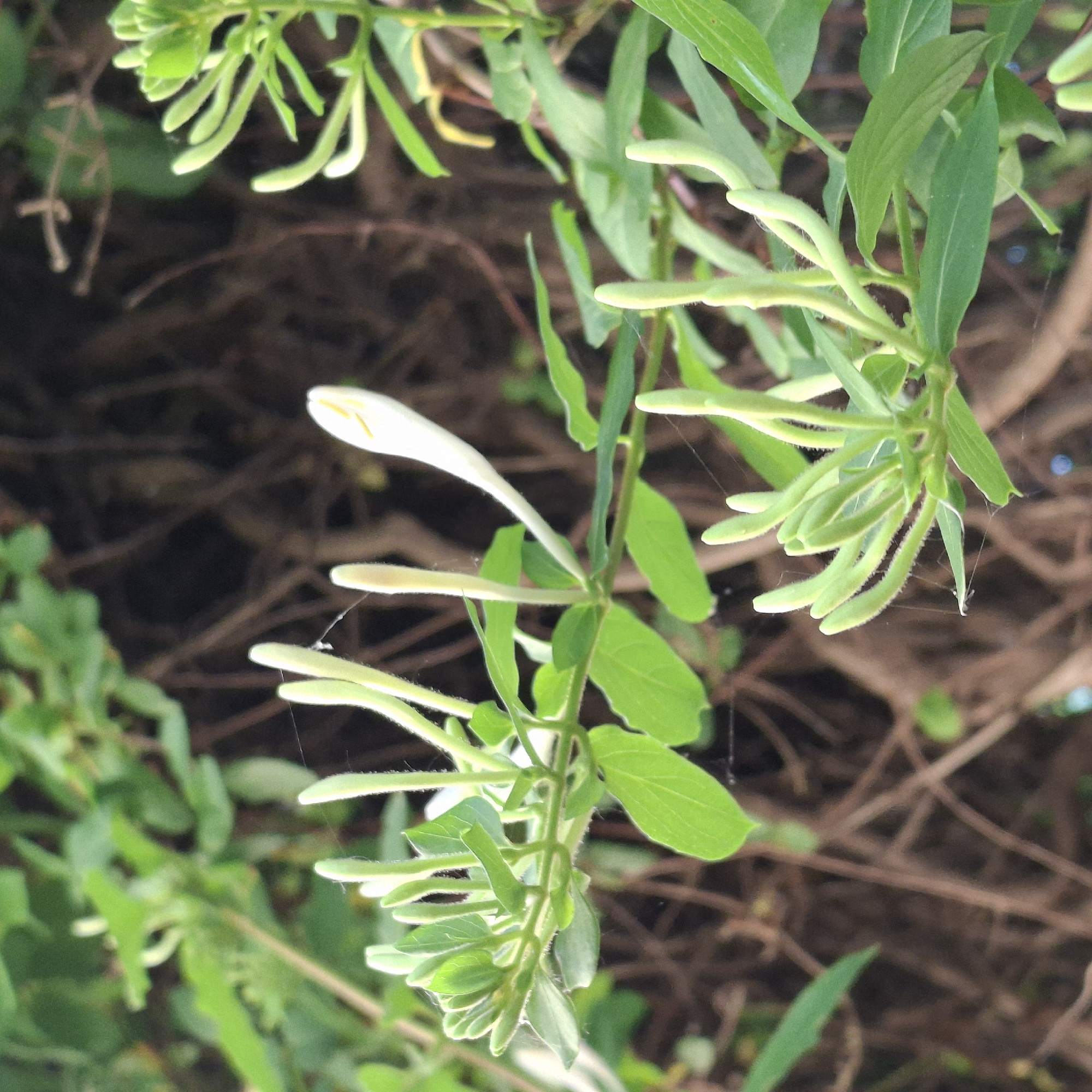 The image displays a close-up view of honeysuckle flowers and buds. The flowers are white and elongated, with yellow tips. The buds are green and appear to be at various stages of development, some tightly clustered and others more open. The plant has bright green leaves, and some delicate spiderwebs are visible between the stems and buds. The background consists of a dark, out-of-focus mass of intertwined brown branches and foliage, suggesting the honeysuckle is growing on or near a bush or trellis. The lighting suggests it is daytime, possibly late afternoon due to the warm tones in some of the highlights. There are no people or animals visible in the image.
