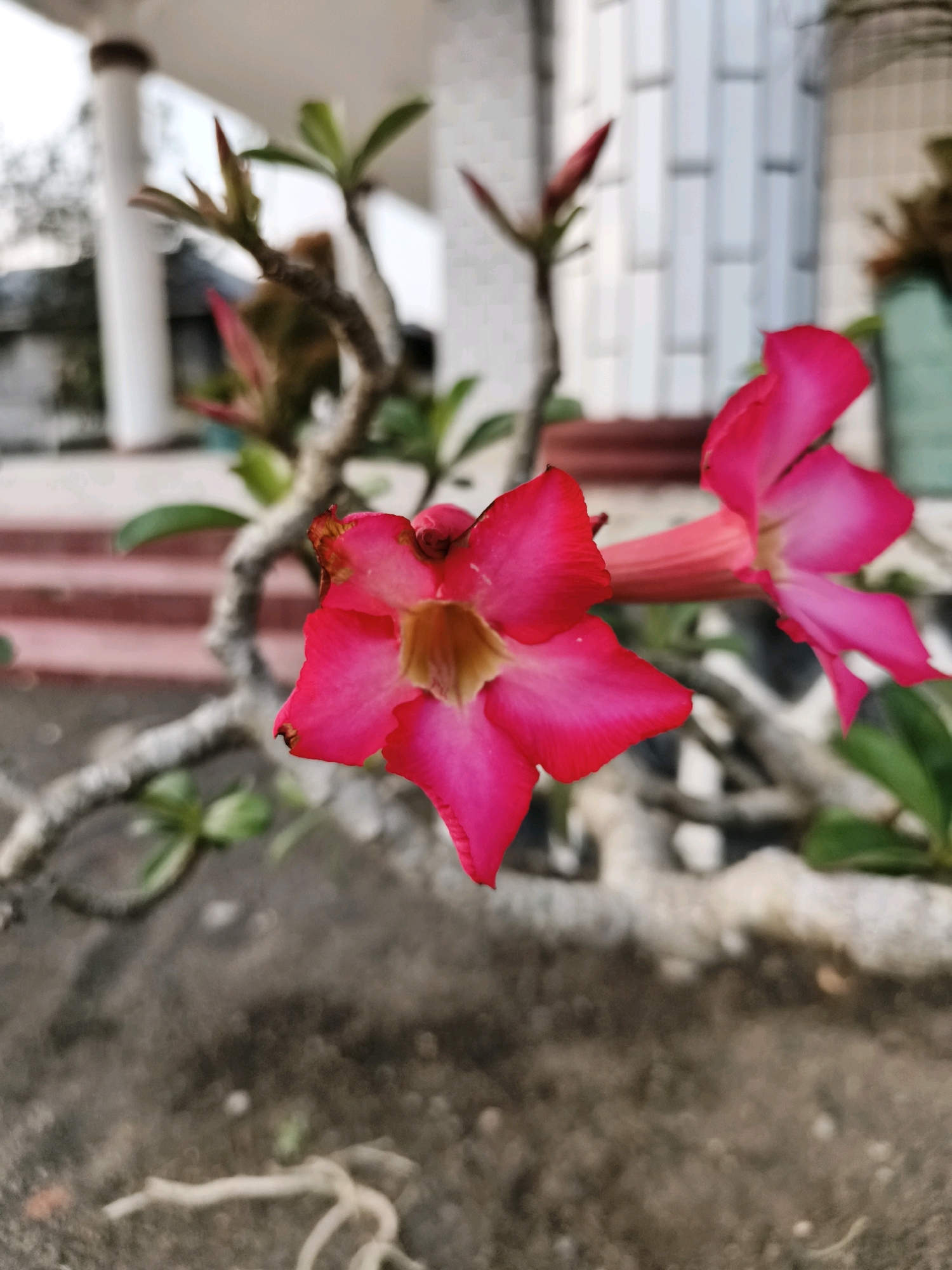 This is a close-up, eye-level, outdoor shot of two bright pink Adenium flowers in bloom, with a blurred background. The flower in the foreground, on the left, is in sharp focus, showcasing its five petals, a ruffled edge, and a yellow-orange center. The second flower, to the right and slightly behind, is also pink but out of focus. They are part of a plant with thick, gnarled branches and sparse green leaves. The ground beneath the plant is a rough, textured surface, likely soil or pavement. In the background, a white pillar and a building with vertical white panels are visible, suggesting an urban or suburban setting. The overall lighting suggests it is daytime. The image does not contain any people or animals. The location is specified as Tombatu Dua, Indonesia.