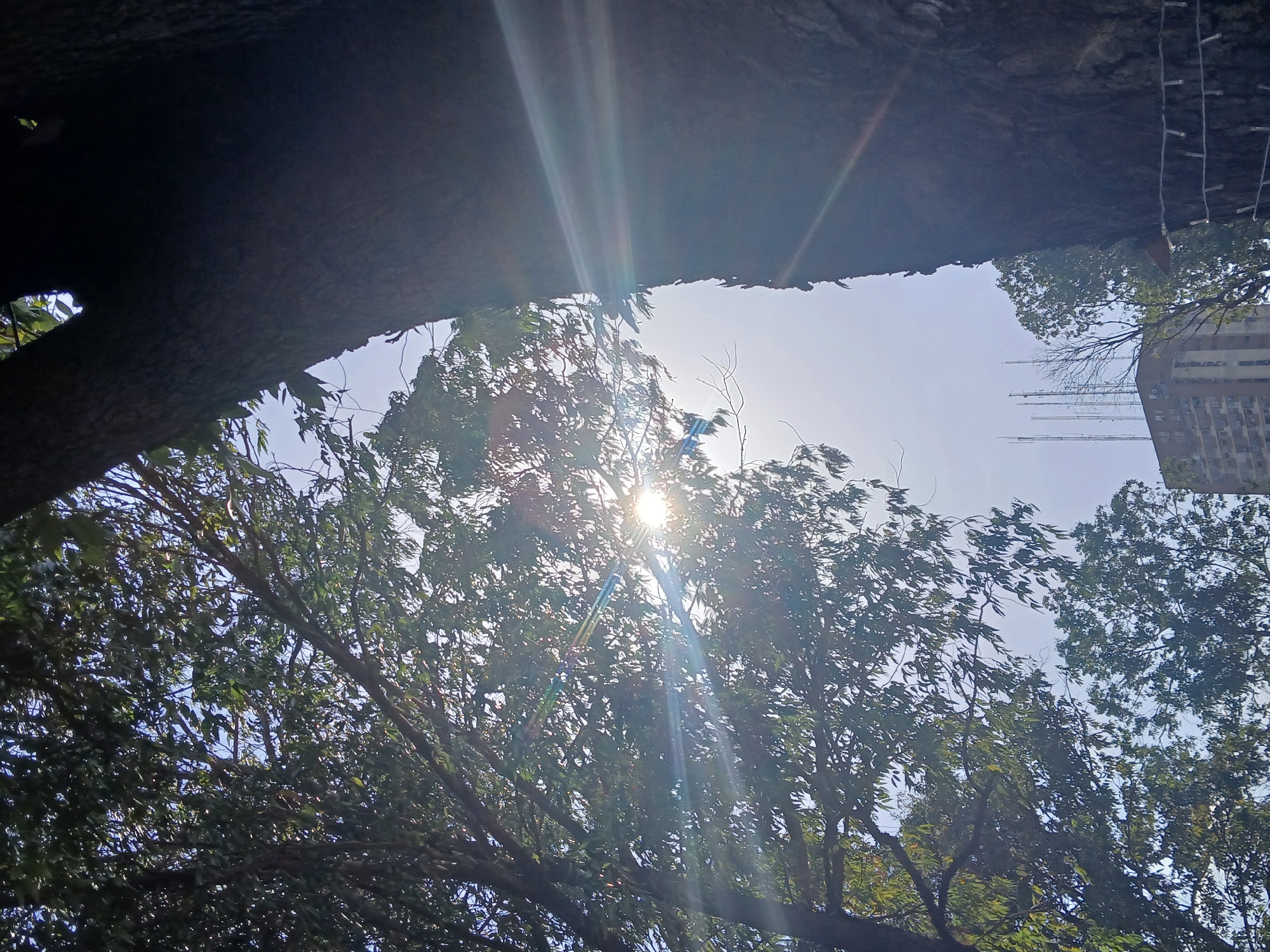 The image shows a low-angle view looking up into trees with sunlight streaming through the leaves. A building is partially visible in the upper right corner. The location is Ciudad Guayana, Venezuela.
