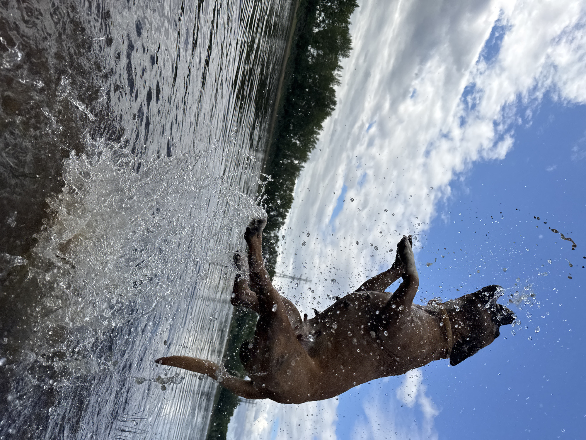 The image shows a brown dog mid-air, leaping out of the water, with a large splash erupting around it. The dog's mouth is open, and water droplets are suspended in the air around its head and body, indicating it is likely catching or playing with something in the water. The dog is on a body of water that appears to be a river, with a tree line visible in the background. The sky is blue with scattered white clouds. Based on the context of the city of Chaikovsky, Russia, this scene is likely taking place on the Kama River, which flows through the city and is a popular recreational area. The image captures a moment of energetic play and freedom for the dog in a natural outdoor environment.