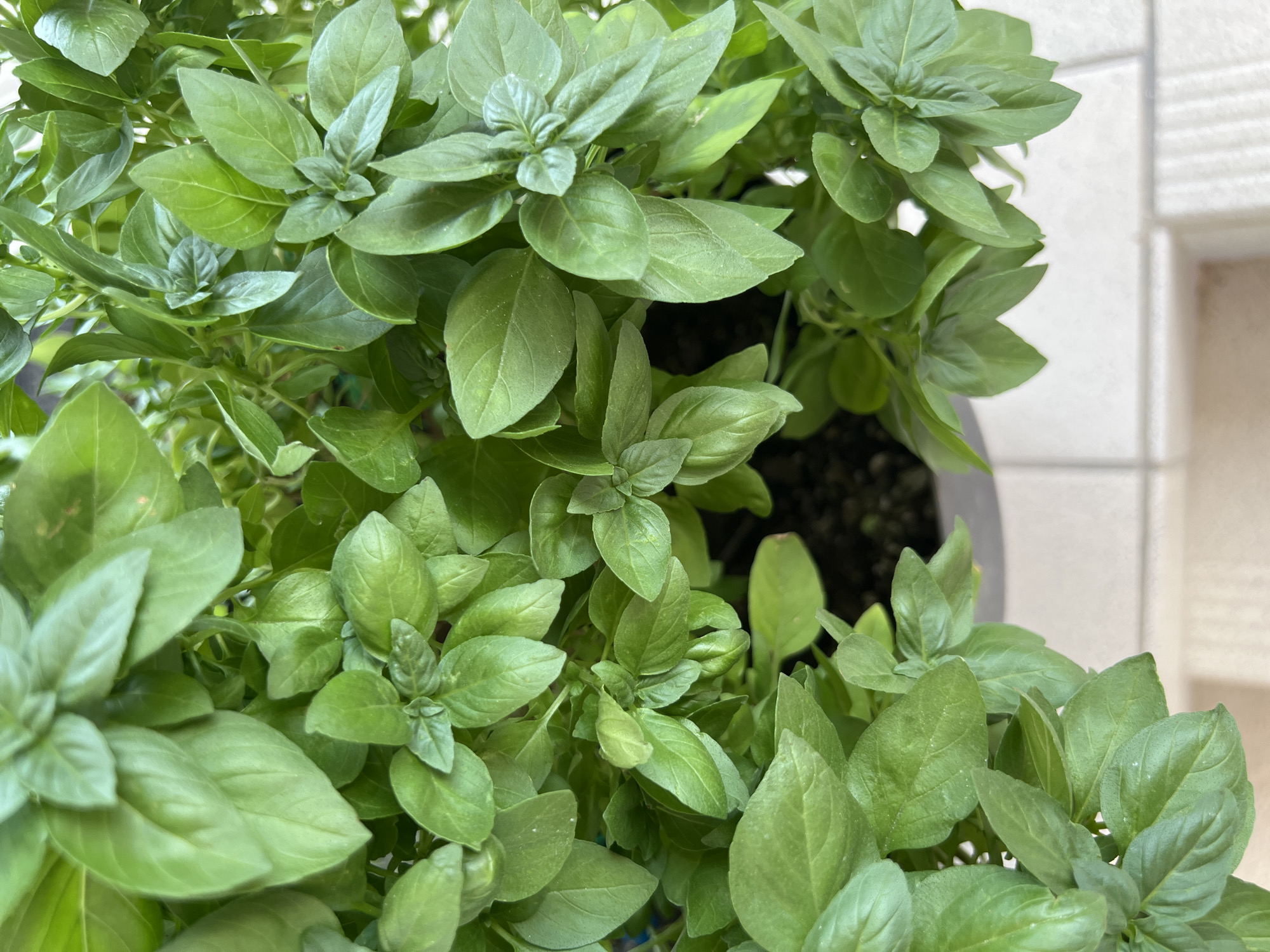 A close-up, overhead shot shows a cluster of lush green basil plants in a pot. The leaves are vibrant and healthy, with varying shades of green, suggesting good sunlight exposure. The texture of the leaves is slightly glossy and smooth. Some of the leaves have a dusty appearance, possibly from water droplets or pollen. The background is blurred, but it appears to be an outdoor setting with a tiled surface visible at the bottom of the frame. The image is focused on the plants, highlighting their natural beauty and freshness. The plants are likely located in Eretria Municipal Unit, Greece, given the prompt's context.