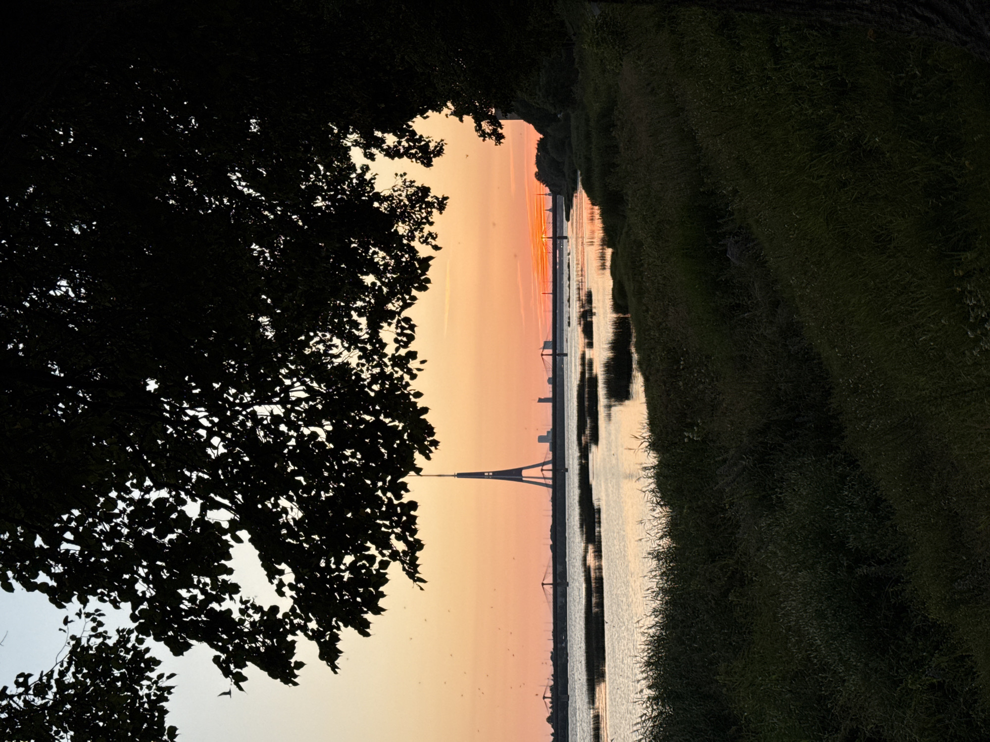The image captures a serene sunset over the Daugava River in Riga, Latvia, as viewed from the Agenskalns side. In the foreground, the silhouette of lush green grass and reeds lines the riverbank, with the dark branches of a large tree arching over the scene from the right. The river itself reflects the warm hues of the setting sun, with patches of reeds emerging from the water. In the mid-ground, multiple bridges span the river, including the Vanšu Bridge and the Akmens Bridge. Dominating the skyline is the iconic Riga Radio and TV Tower, its distinctive lattice structure silhouetted against the vibrant orange and pink gradient of the sky. A few small birds are visible in flight, adding a sense of life to the tranquil landscape. The overall atmosphere is one of peaceful natural beauty at dusk.