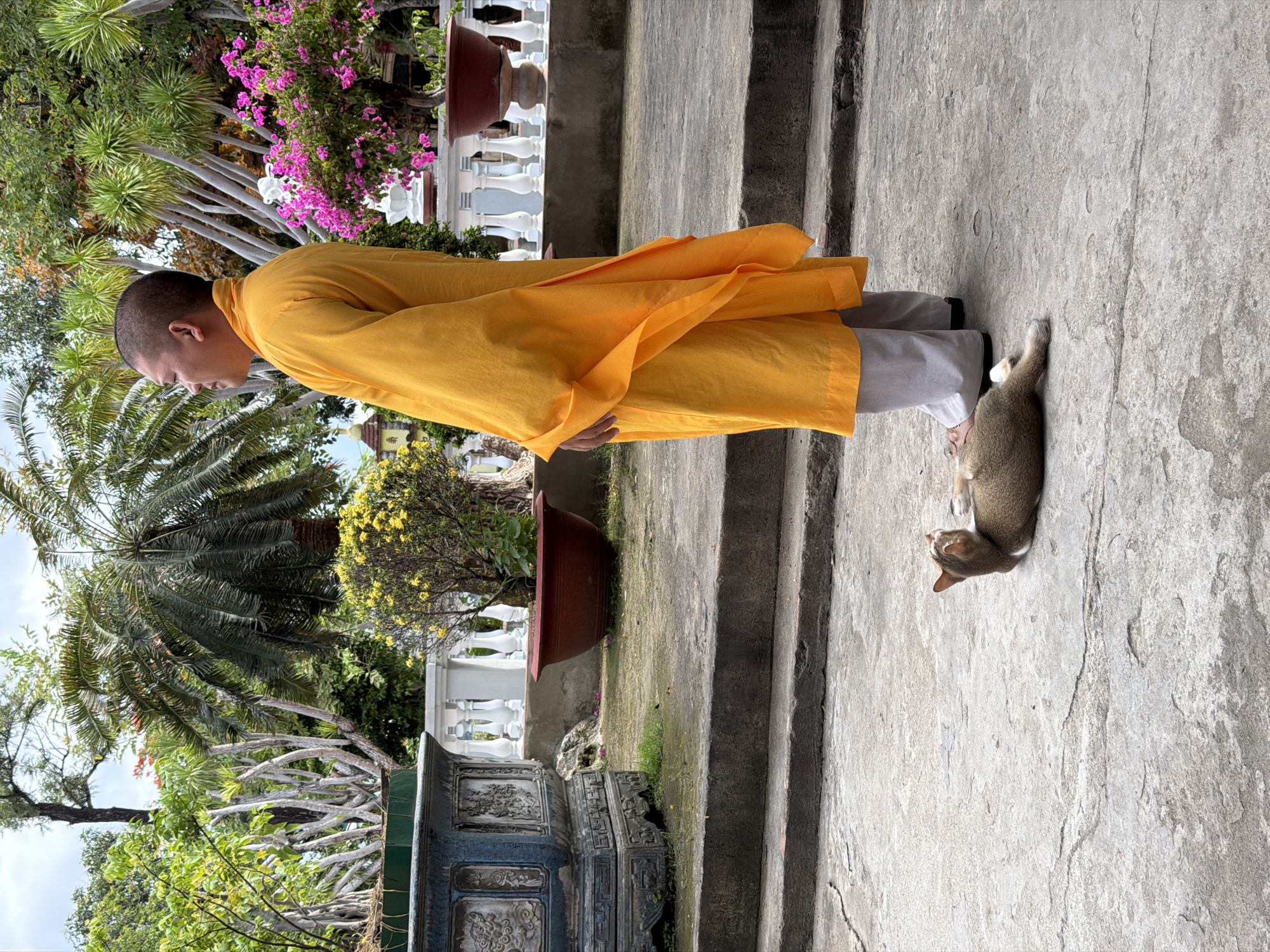 The image, rotated 90 degrees clockwise, captures a peaceful outdoor scene, likely within a temple or monastery garden in Cam Ranh, Vietnam. The primary subject is a person, identifiable as a monk or nun, standing on a concrete surface. They wear a bright saffron-yellow robe over light grey pants and black shoes. Their head is shaved, and they are seen in profile, looking downwards, suggesting a moment of quiet contemplation.
Beside the person's feet, a small, light brown and white cat is stretched out, lying relaxed on the concrete ground.
The setting is lush and features both natural and architectural elements. To the left, various palm trees and dense green foliage create a vibrant backdrop, with some trees displaying distinctive light-colored, gnarled trunks. To the right, a concrete staircase ascends, marked by clear shadows, indicating bright daylight. A white balustrade with decorative pillars, a large reddish-brown potted plant, and an ornate, dark grey or black planter with intricate carvings are also visible. Splashes of color are added by bright pink bougainvillea flowers and some yellow blooms amidst the greenery.
The scene is well-lit by natural light, suggesting it is daytime with clear weather. The overall impression is one of tranquility and calm. No visible text is present in the image.