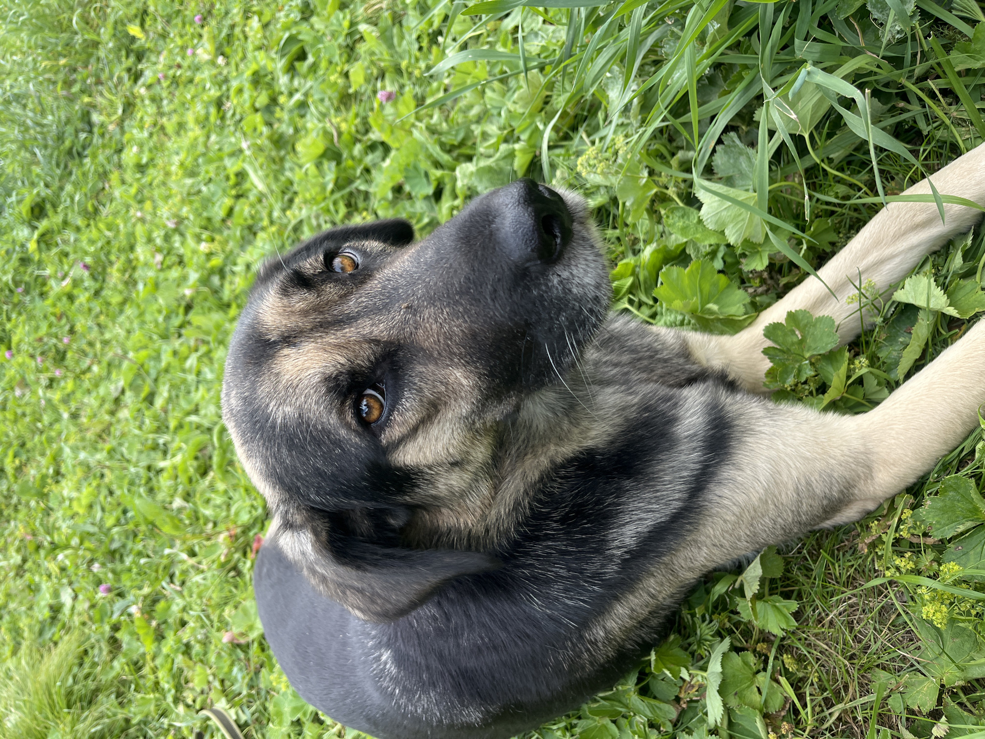 A medium shot captures a dog with black and tan fur lying on a patch of green grass. The dog's head is turned to the right, with its brown eyes looking upwards. Its snout is dark, and it has prominent white whiskers. The dog is positioned in the center of the frame, with its body extending out of view to the left. The background consists of dense green grass and some small plants, suggesting an outdoor environment. There is no indication of the specific location within Nizhny Tagil, Russia.