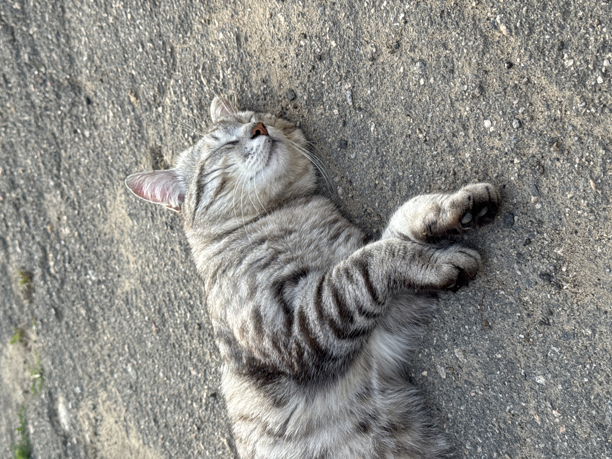 A silver tabby cat is sleeping on a patch of asphalt. The cat is lying on its side with its eyes closed and its paws tucked underneath its body. The cat's fur is light gray with dark gray tabby markings. The asphalt is gray and rough, with small pebbles and debris scattered across its surface. In the background, there is a blur of green foliage and dirt. The scene is brightly lit, suggesting it is daytime.