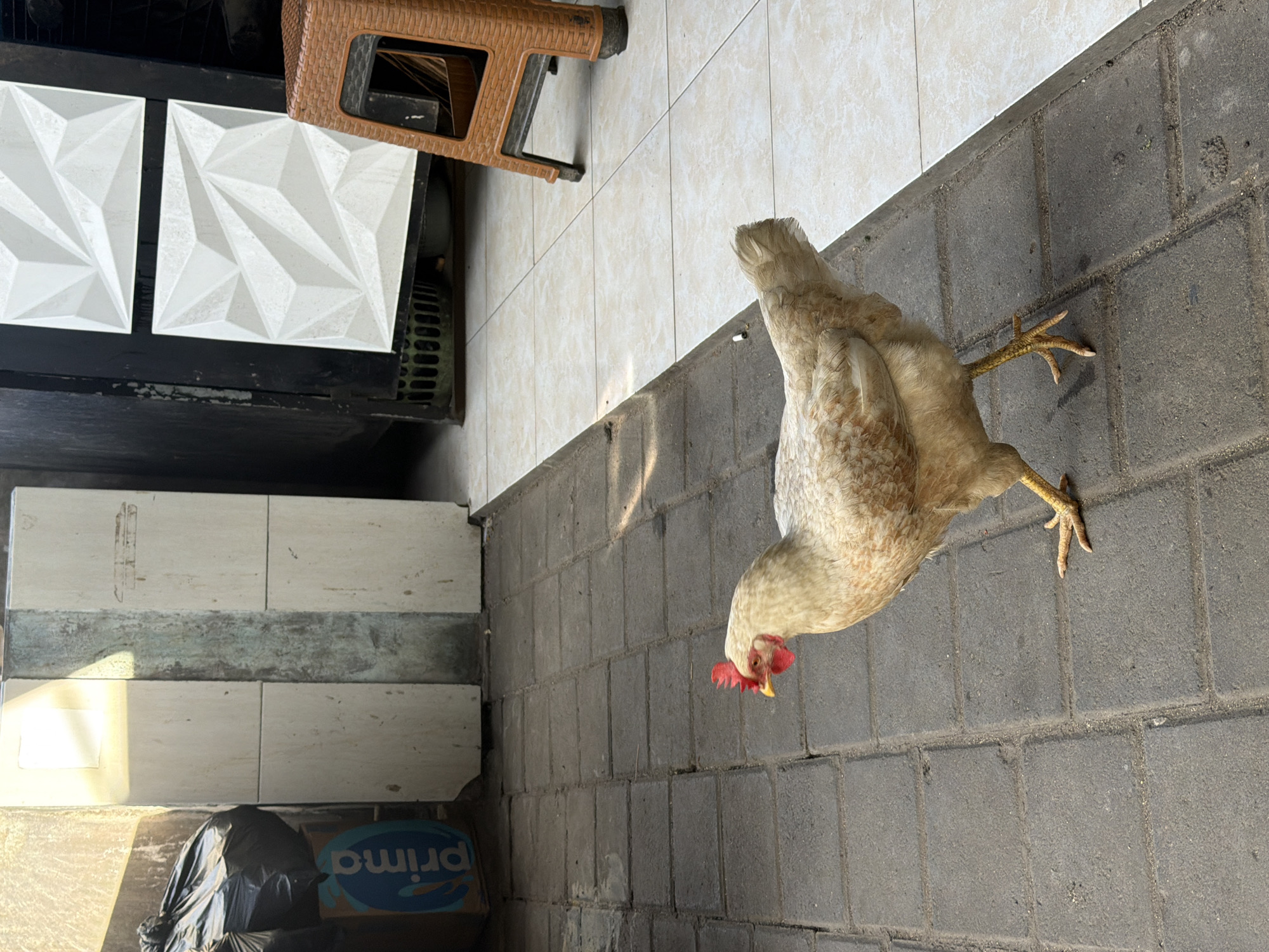 The image shows a light-colored chicken walking on a paved area made of gray bricks. Adjacent to the paved area is a section of white ceramic tiles. A woven stool is positioned above the ceramic tiles, and part of a black trash bag next to a cardboard box with the word "prima" printed on it is visible. The location is likely Kuta Selatan, Indonesia, based on visual information and context.
