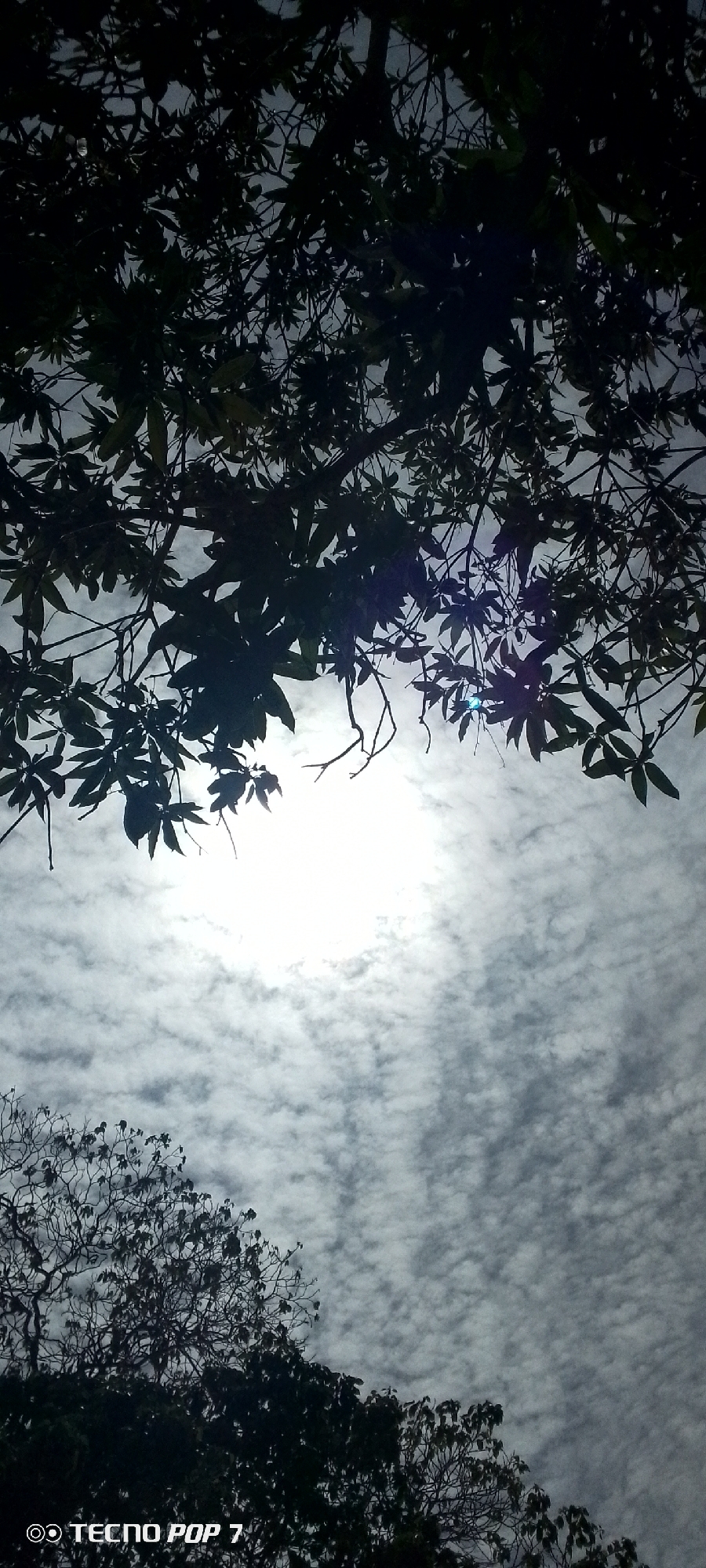 The image shows a view looking up through tree branches at a bright, cloud-filled sky. The sun is visible through a break in the branches, creating a glare. The clouds are small and patchy, covering most of the sky. The lower portion of the image contains dark silhouetted tree canopies. The text "TECNO POP 7" is present at the bottom left. The location is Altagracia, Venezuela. There are no people present.