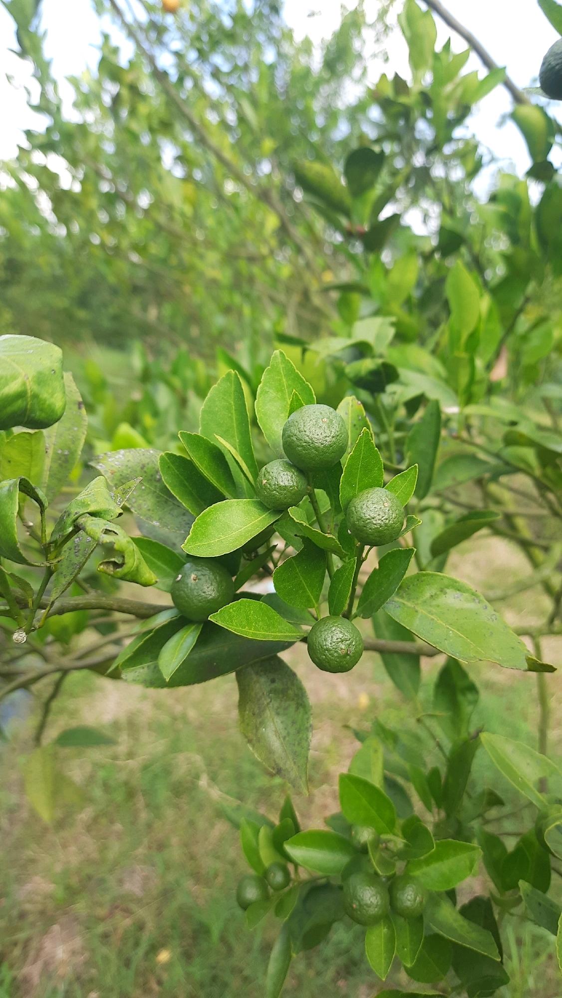 In Kebonrejo, Indonesia, a close-up shot captures a cluster of small, green calamansi fruits developing on a citrus tree. The fruits, spherical and slightly textured, are arranged amidst lush, green leaves. Some leaves show signs of minor damage or discoloration, hinting at natural conditions. The background is softly blurred, revealing more of the tree's foliage and branches, with glimpses of dry, brown grass and earth on the ground, indicating an outdoor setting in a natural or garden environment. The lighting suggests it is daytime, with natural sunlight filtering through the leaves.