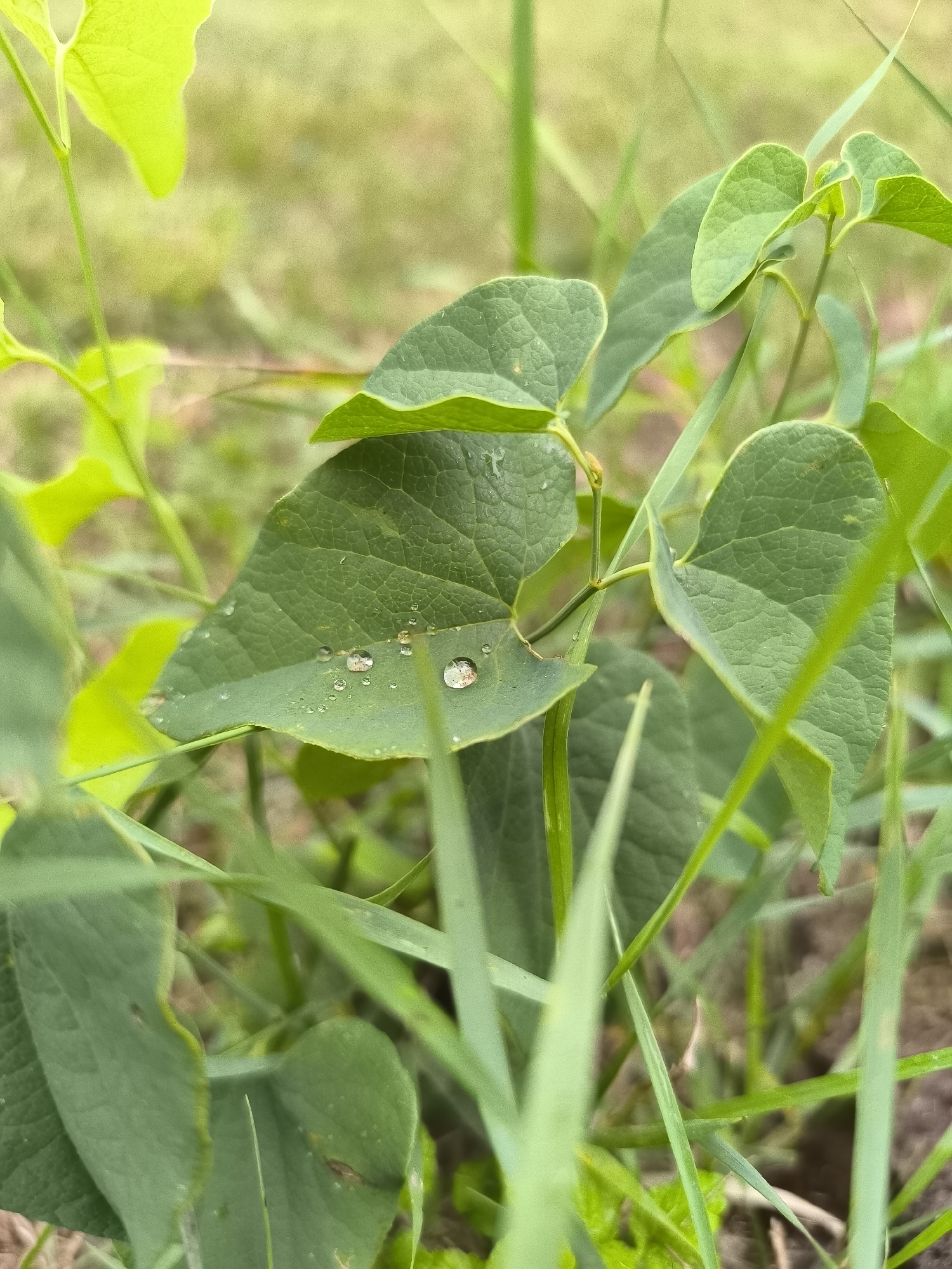 The image shows a close-up view of green leaves with water droplets on them, nestled among blades of grass. The background is a blurred expanse of green and yellow, suggesting an outdoor environment. The scene is natural and unfocused on any specific urban or man-made elements. The location within Ciorescu, Moldova, is not depicted or inferable from the visual content.