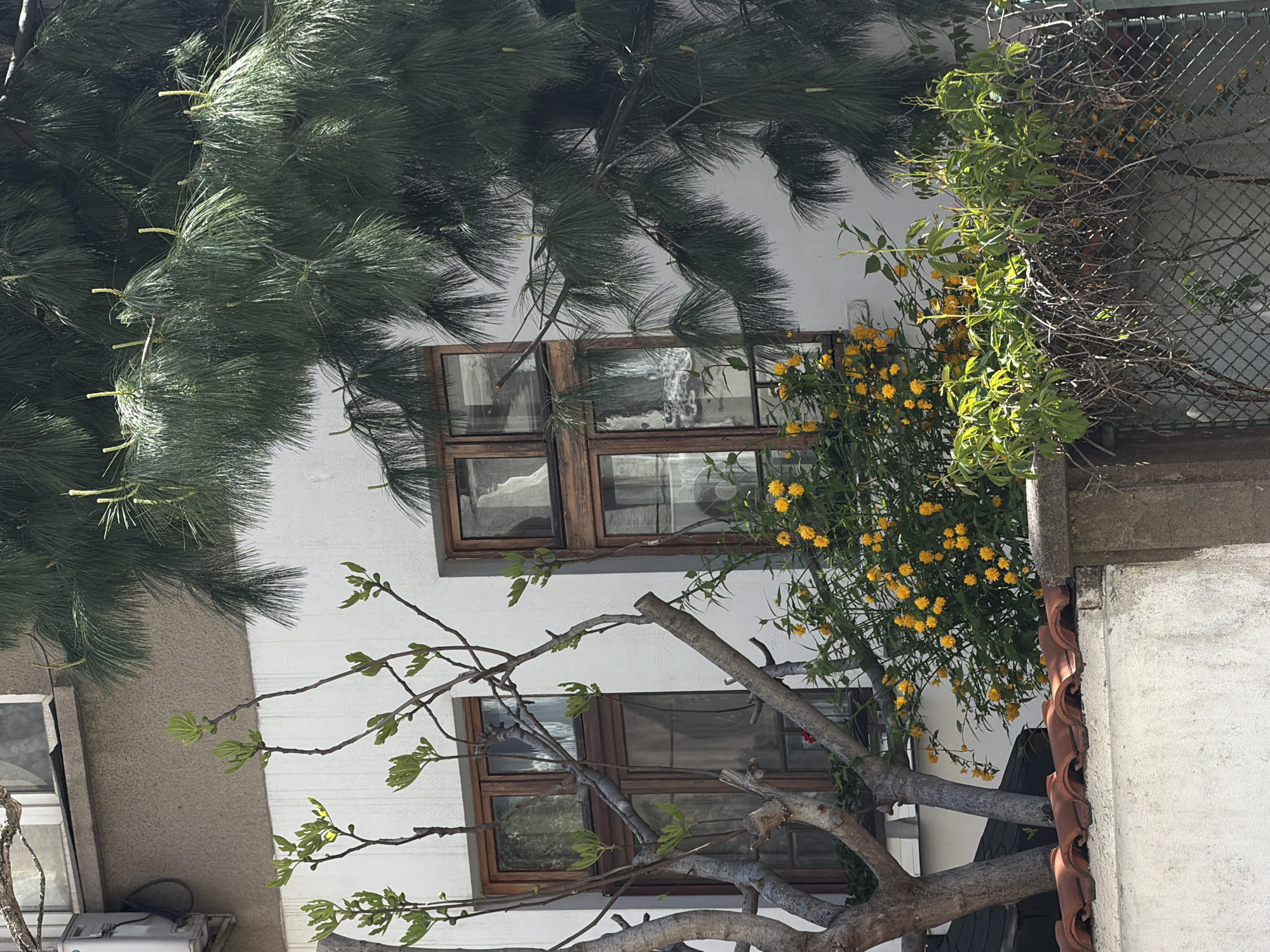 An exterior shot shows a multi-story building in Sofia, Bulgaria. Two windows with brown frames are visible, one on each level. The building is white. A large pine tree with green needles covers the top left portion of the frame. A flowering bush with small yellow flowers grows near the top right window. A tree with bare branches and small green leaves is located near the bottom of the frame. A metal fence is partially visible above the flowering bush. A drainpipe is on the right edge of the frame.