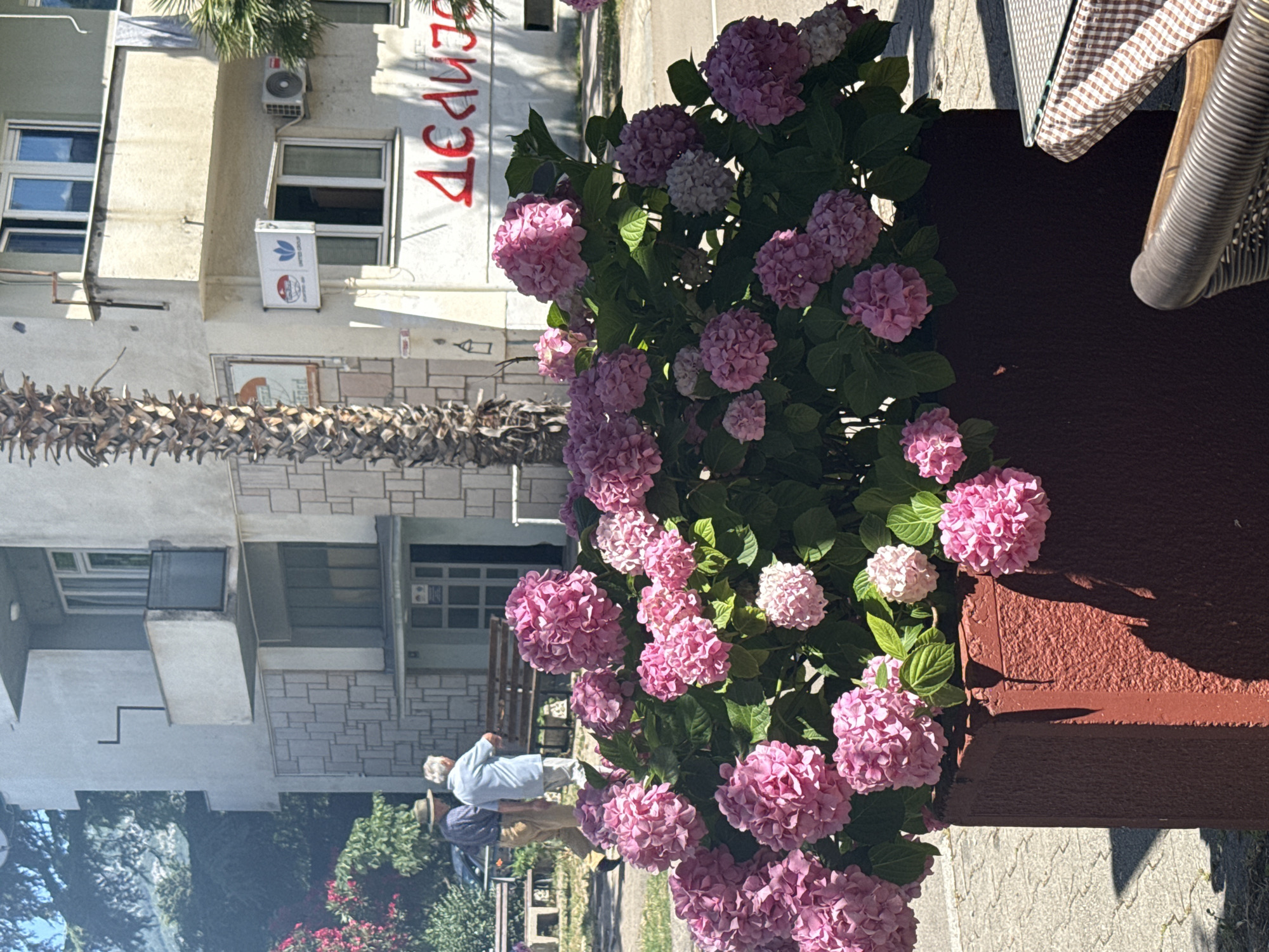 In the city of Bar, Montenegro, a vibrant planter filled with blooming pink hydrangeas stands prominently in the foreground. The hydrangeas are lush and full, their large flower heads a striking contrast against the green foliage. Behind the flowers, two elderly individuals, a man wearing a hat and a woman in a light blue top, are walking away from the viewer. They are on a paved pathway, with a wooden bench visible to their left.
In the background, a multi-story building dominates the scene. The building's facade is a mix of light-colored plaster and stone tiling, with several windows and balconies. A palm tree stands tall to the left of the building, its fronds casting shadows. Red graffiti, partially obscured by the hydrangeas, is visible on the building's wall. A sign with a blue and white logo is mounted on the building near a window. An air conditioning unit is also attached to the building. The overall environment suggests a sunny day in an urban setting, with elements of nature and human activity coexisting.