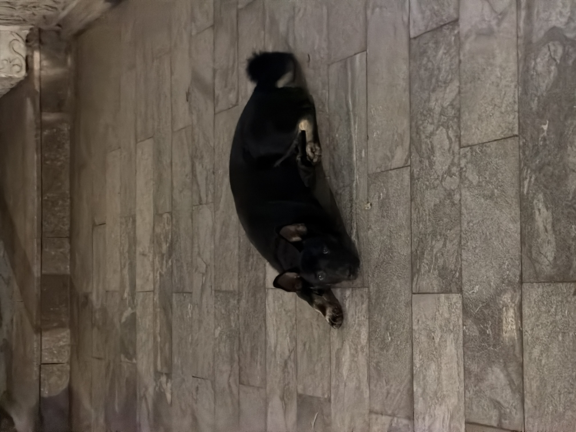 A black dog lies on its back on a gray stone-tiled floor. The dog's head is tilted slightly towards the camera, and its legs are curled up. The environment appears to be an indoor space with stone walls. The location is presumed to be in Đà Nẵng, Vietnam.
