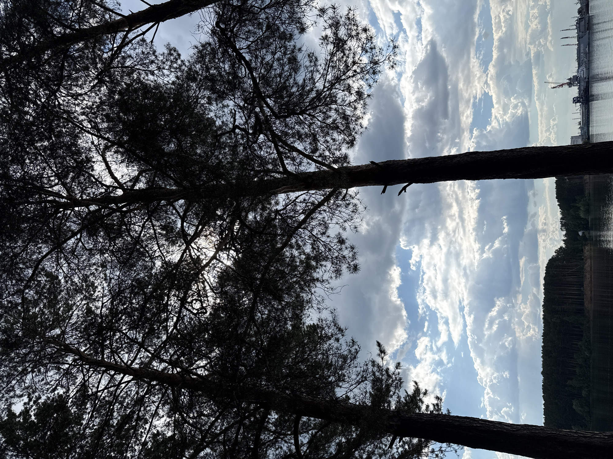 The image captures a serene landscape scene, likely situated near the Kama River in Chaikovsky, Russia. In the foreground, silhouetted against a dynamic sky, are several tall pine trees, their branches and needles creating an intricate pattern. The sky is filled with dramatic, puffy white clouds interspersed with patches of bright blue, suggesting either a partially overcast day or the aftermath of a storm.
Below the trees, a calm body of water reflects the sky, its surface smooth and dark. Along the distant horizon, a dense, dark green forest forms a thick line, suggesting a vast wooded area. Further to the right, a port or industrial area is visible, with several cranes and ships docked along the waterfront. These industrial elements provide a contrasting backdrop to the natural beauty of the trees and the river. The overall impression is one of a peaceful, yet industrially active, environment.
