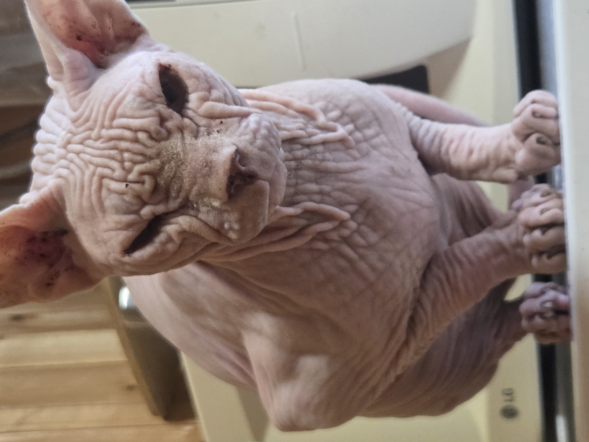 A close-up, eye-level shot shows a hairless Sphynx cat sitting on a light-colored surface. The cat's skin is pink with many wrinkles, particularly on its head and neck. Its eyes are dark and partially closed, and its ears are large and pointed. The cat's paws are visible, with its toes curled. In the background, there is a wooden-paneled wall and the side of a white appliance with an "LG" logo visible on the bottom left. The scene appears to be indoors, possibly in a home. There is no indication of the specific location within Восход Снт (фролово), Russia, beyond it being an indoor environment.