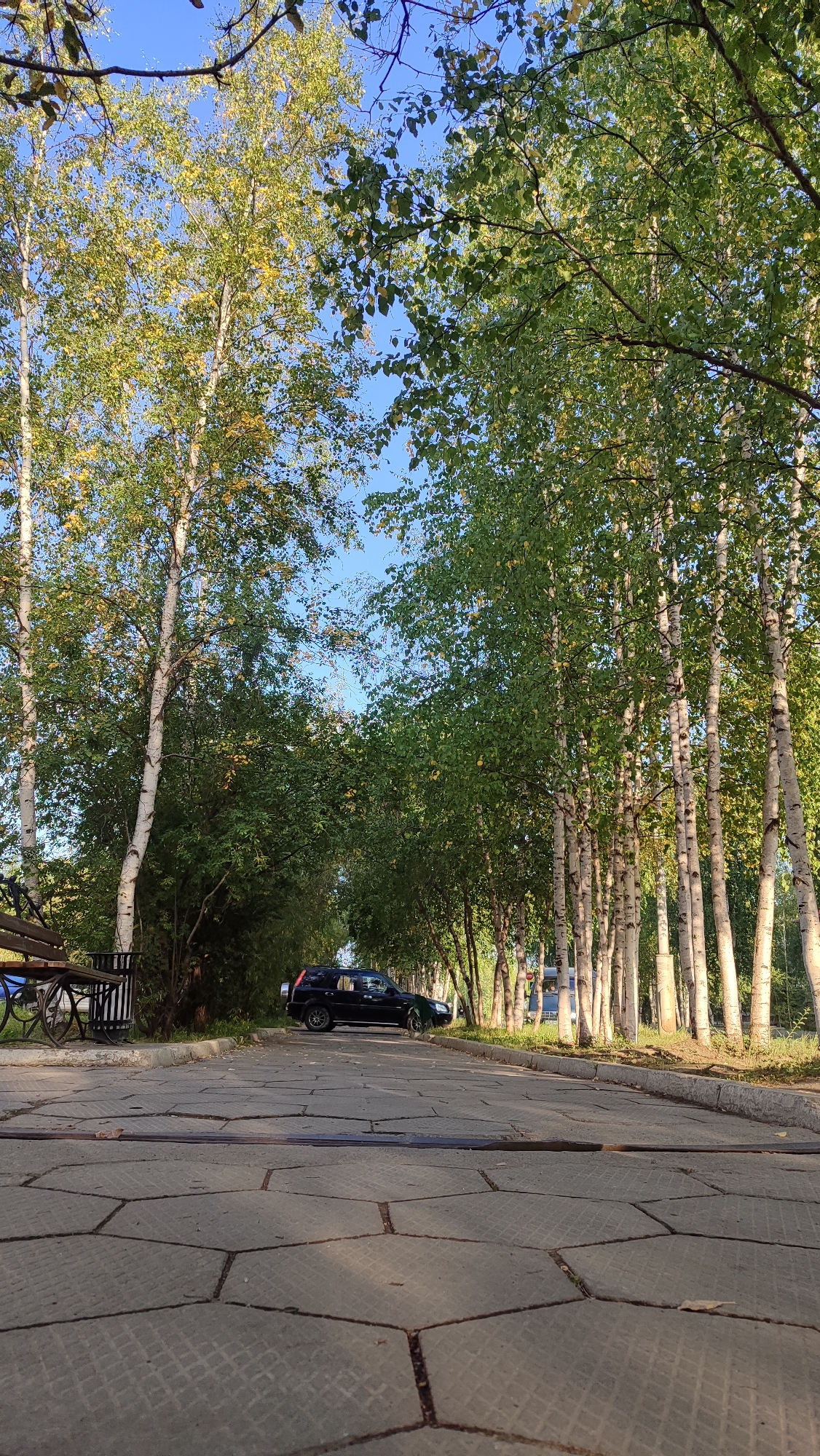 This is a photograph taken at a low angle, looking up at a tree-lined path with a blue sky overhead. The path is paved with hexagonal concrete tiles, and a metal track runs across it. On the left side of the path, there is a park bench. Further down the path, a black SUV is parked. The trees lining the path are tall and slender with white bark, characteristic of birch trees. Some of the leaves on the trees are beginning to turn yellow, suggesting it may be autumn. The overall scene depicts a peaceful, natural setting within a city, likely a park or a tree-lined avenue in Mirny, Russia.
