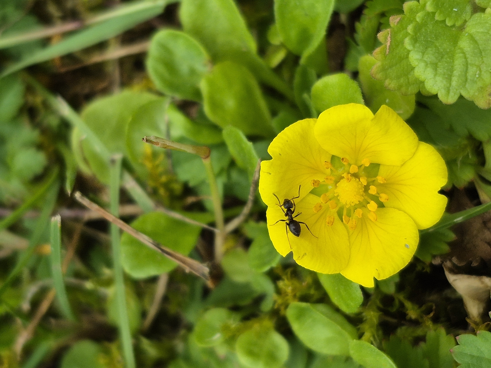 This is a close-up, outdoor, eye-level shot of a single, vibrant yellow flower in full bloom. The flower has five petals and a prominent cluster of yellow stamens in its center. A small black ant is visible on one of the petals, its legs and antennae clearly defined. The flower is surrounded by lush green foliage, with some leaves appearing rounded and others more serrated along the edges. Strands of grass and dry twigs are also interspersed within the scene. The background is softly blurred, with varying shades of green and hints of brown, suggesting a natural, possibly woodland or garden setting. The lighting appears to be natural daylight, casting soft shadows and highlighting the texture of the flower and leaves. The overall impression is one of a peaceful, detailed macro photograph capturing a moment in nature. There is no visible text in the image.