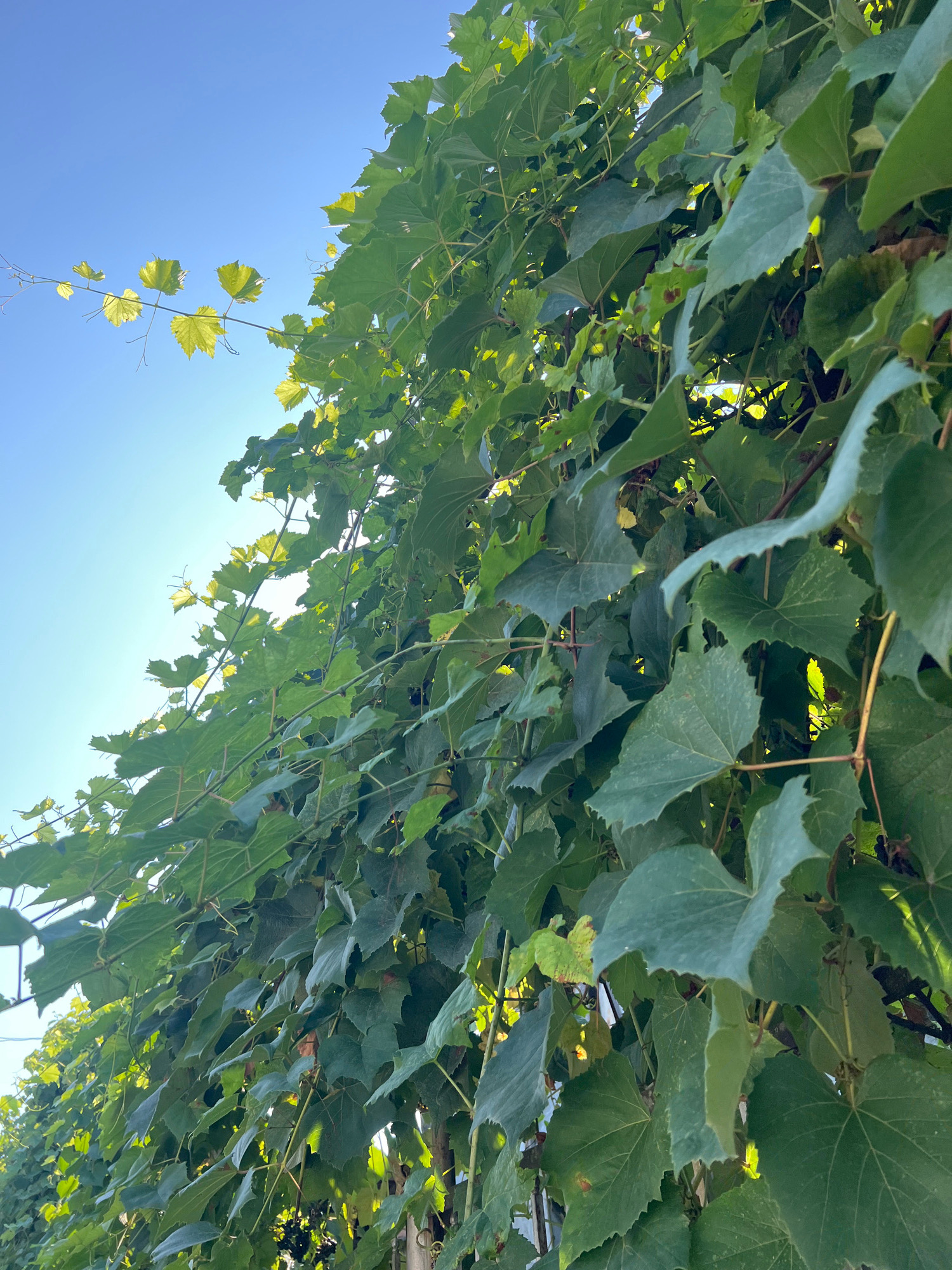 In Sokhumi, Abkhazia, a close-up, low-angle shot captures a lush canopy of vibrant green grape leaves against a clear, bright blue sky. The leaves, some tinged with yellow, are densely packed, with sunlight filtering through them, creating highlights and shadows. Tendrils of the vine snake through the foliage, with a few delicate, pale green leaves appearing to reach towards the sky on a thin branch on the left. The image is dominated by the organic shapes of the leaves and vines, with the sky providing a stark, uncluttered background. No people or animals are visible in the frame.