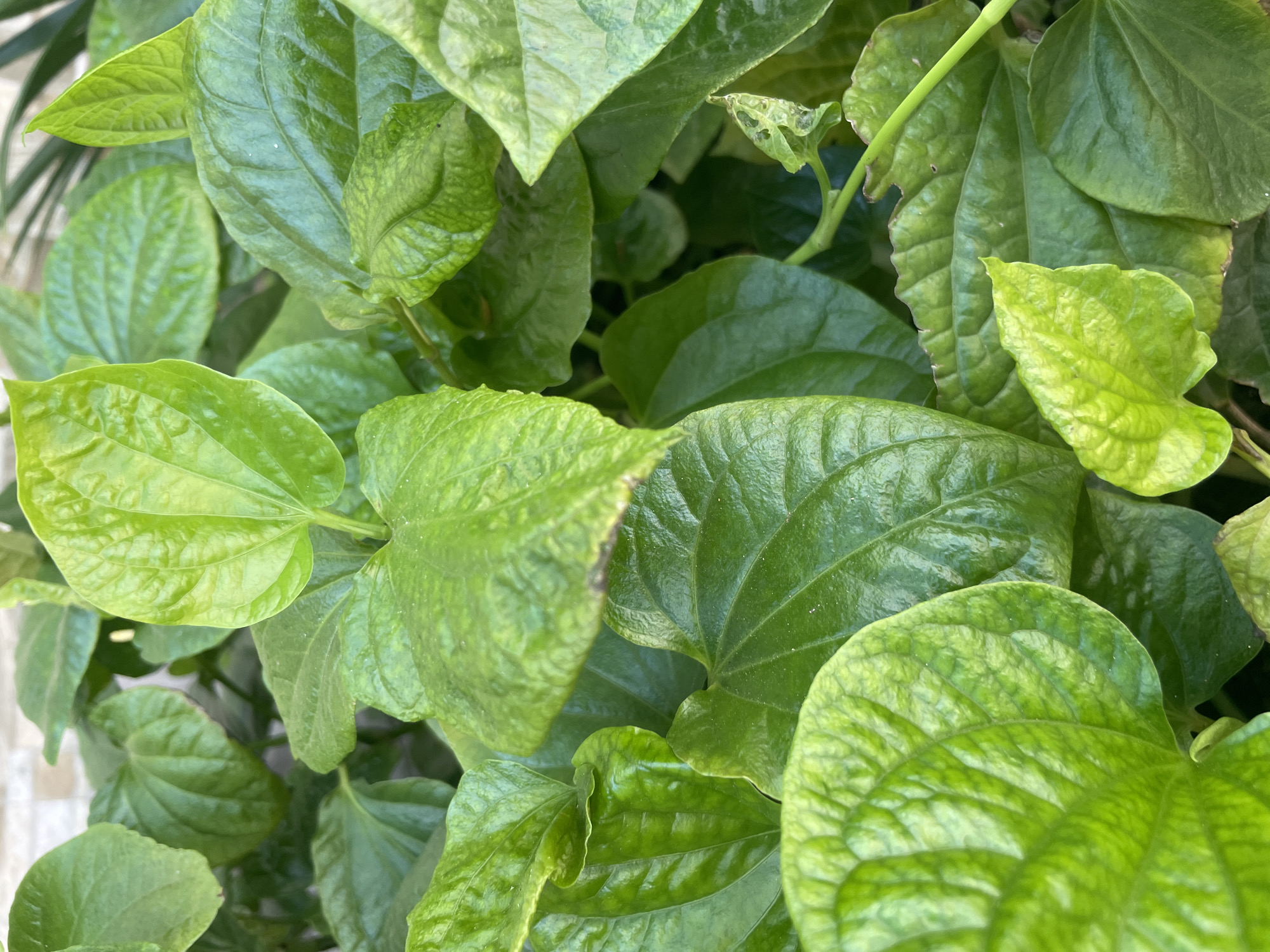 The image displays a dense arrangement of lush green leaves, likely from a herbaceous plant such as Wild Betel (*Piper sarmentosum*), common in tropical regions. The leaves vary slightly in color from vibrant lime green to deeper emerald, with visible venation and a somewhat crinkled or textured surface on several. They are predominantly heart-shaped or broadly ovate, overlapping and creating a full, verdant composition. In the upper left and right background, a blurred, light-colored, possibly tiled or stone wall is partially visible, indicating a man-made structure adjacent to the foliage. Another faint, darker green plant is also discernible in the background. The lighting is bright and natural, suggesting an outdoor daytime setting. The scene is located in Bac Nha Trang Ward, Vietnam. No people, specific actions, or interactions are depicted.