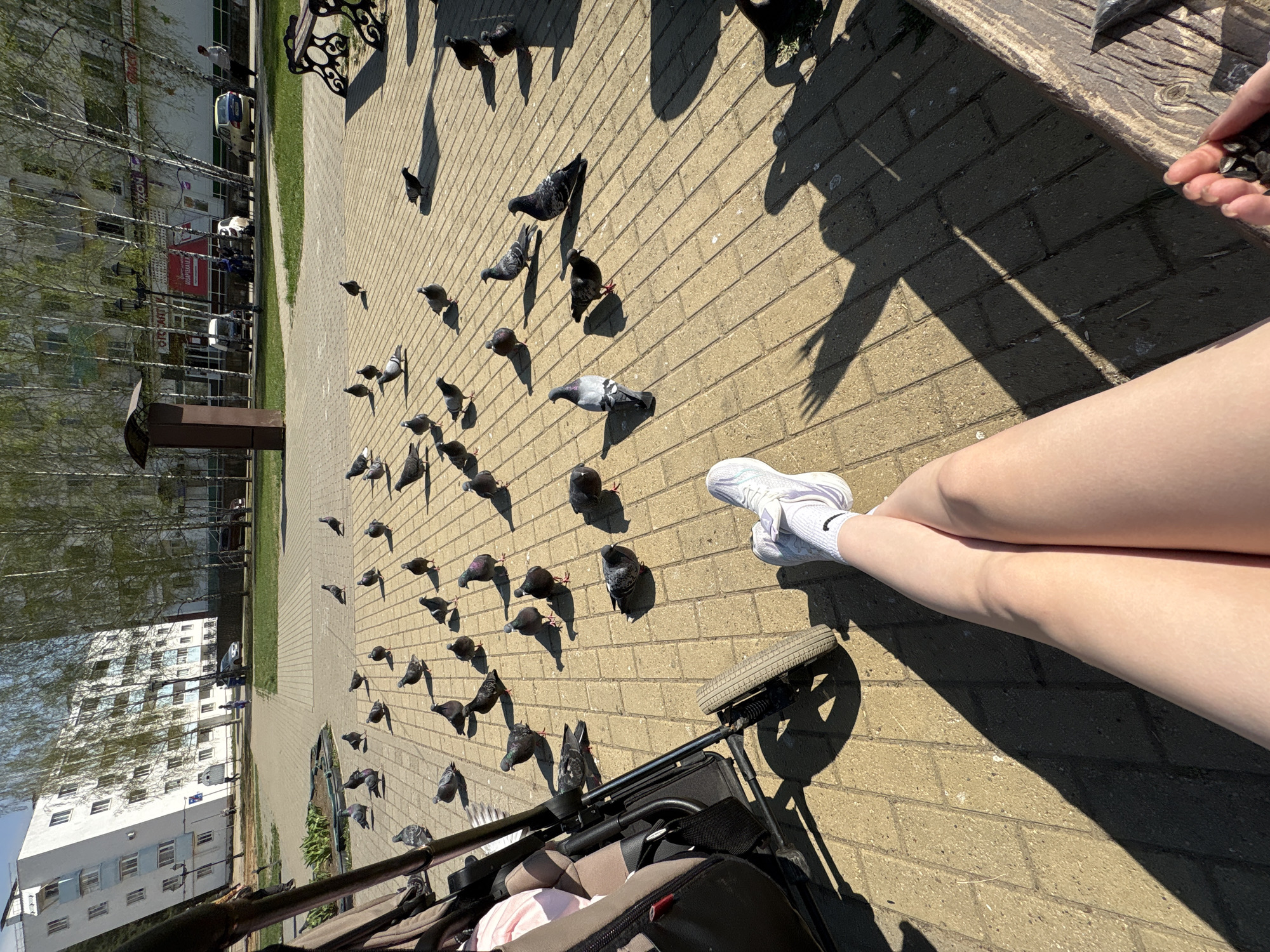 A ground-level, sunny outdoor shot depicts a group of pigeons on a brick-paved area, possibly a sidewalk, with a stroller and a person's legs visible in the foreground. The person is wearing white sneakers. To the left, there is a green strip of grass and then a building with multiple windows. In the upper left corner, there are trees. The location is identified as the city of Chaikovsky, Russia. There is a bench visible, with a person's hand holding seeds.