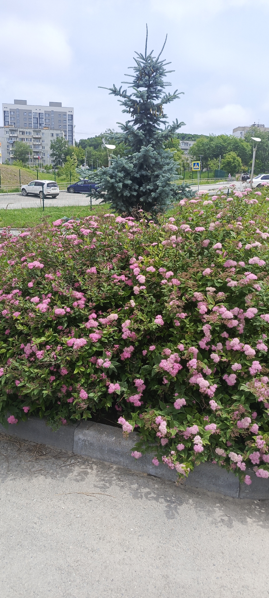 In Bolshoy Kamen, Russia, this outdoor scene captures a vibrant display of pink Spirea flowers in the foreground, forming a dense, low-lying hedge along a concrete curb. Behind the flowering bush, a mature blue spruce tree stands prominently, its branches adorned with small cones. Further in the background, a residential building complex with multiple stories and balconies is visible, along with other trees and greenery. The sky above is overcast. Two vehicles, a white SUV and a dark blue sedan, are parked on a paved area adjacent to a grassy slope. A yellow pedestrian crossing sign is also present in the middle distance. The overall impression is one of a well-maintained urban green space.
