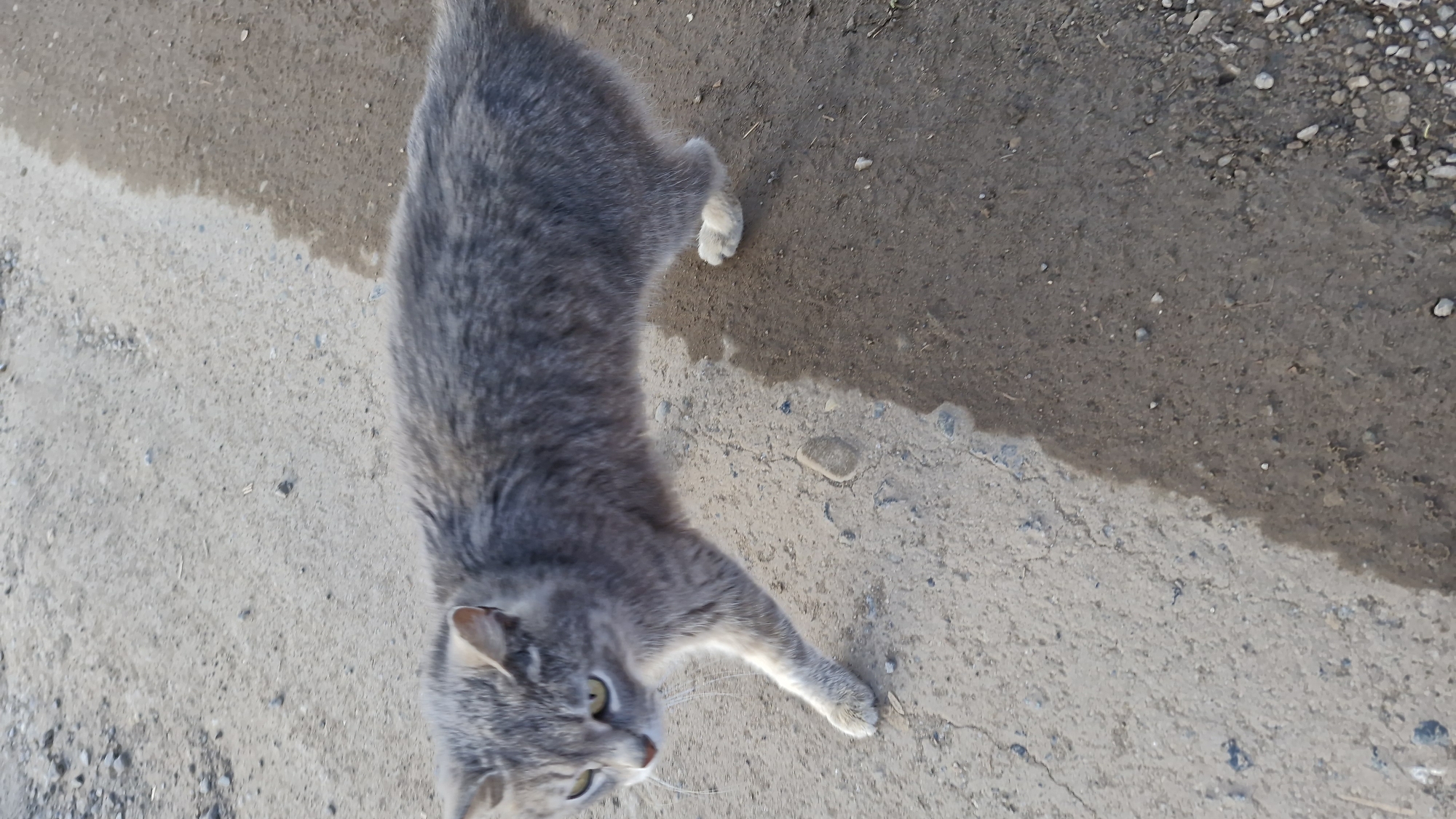 The image displays a grey tabby cat outdoors on an unpaved surface in Otchor, Russia. The cat has distinctive grey fur with darker tabby stripes and lighter markings, particularly on its paws and muzzle. Its eyes are a striking yellow-green, and its ears are perked, indicating alertness.
The setting appears to be a dirt path or ground, possibly in a rural or semi-urban area. The ground itself is bifurcated by a visible line, separating a darker, possibly damp or muddy section of soil and small debris from a lighter, drier area that contains more gravel and visible cracks.
The cat is positioned diagonally across the frame, engaged in an activity that looks like walking or stretching. It is moving from the darker ground onto the lighter surface, with its front right paw extended forward and its head turned to the left, looking downwards and off-camera. This posture suggests curiosity or observation of something beyond the frame.
The bright, natural lighting indicates it is daytime, likely morning or afternoon, as there are no harsh shadows to suggest midday sun or dimness. The weather appears clear and bright. There is no visible text within the image.