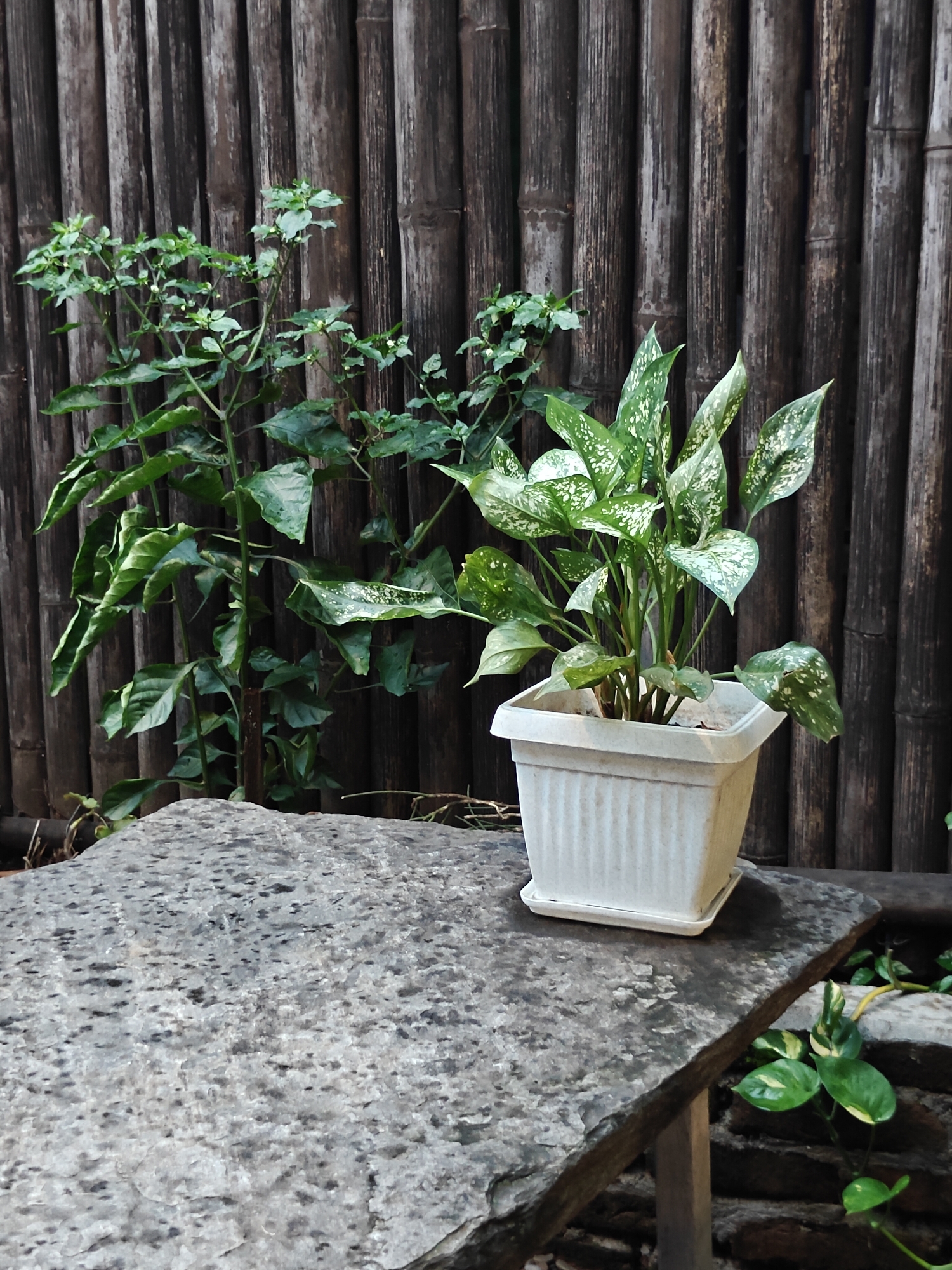 A medium shot captures a still life scene with plants and natural elements, set against a backdrop of a rustic bamboo fence. In the foreground, a large, flat gray stone slab dominates the lower portion of the frame, its surface textured with dark speckles. Positioned on the right side of the stone slab is a white, square planter filled with a potted plant featuring variegated green and white leaves. To the left of the potted plant, and slightly behind it, a tall, leafy green plant with smaller leaves and thin stems grows. The bamboo fence, composed of vertical, dark brown bamboo poles, provides a textured and natural background. In the lower right corner, a small vine with green and yellow leaves emerges from behind the stone slab, suggesting a continuation of the garden. The scene appears to be located in an outdoor setting, possibly a garden or patio area. There are no people or animals visible in the image. The lighting suggests it might be daytime, with a soft, diffused light creating subtle shadows. The overall impression is one of natural simplicity and tranquility. This scene is likely from a residential area or a small garden space in Pokhara, Nepal, given the prominent use of bamboo in construction and landscaping common in the region.
