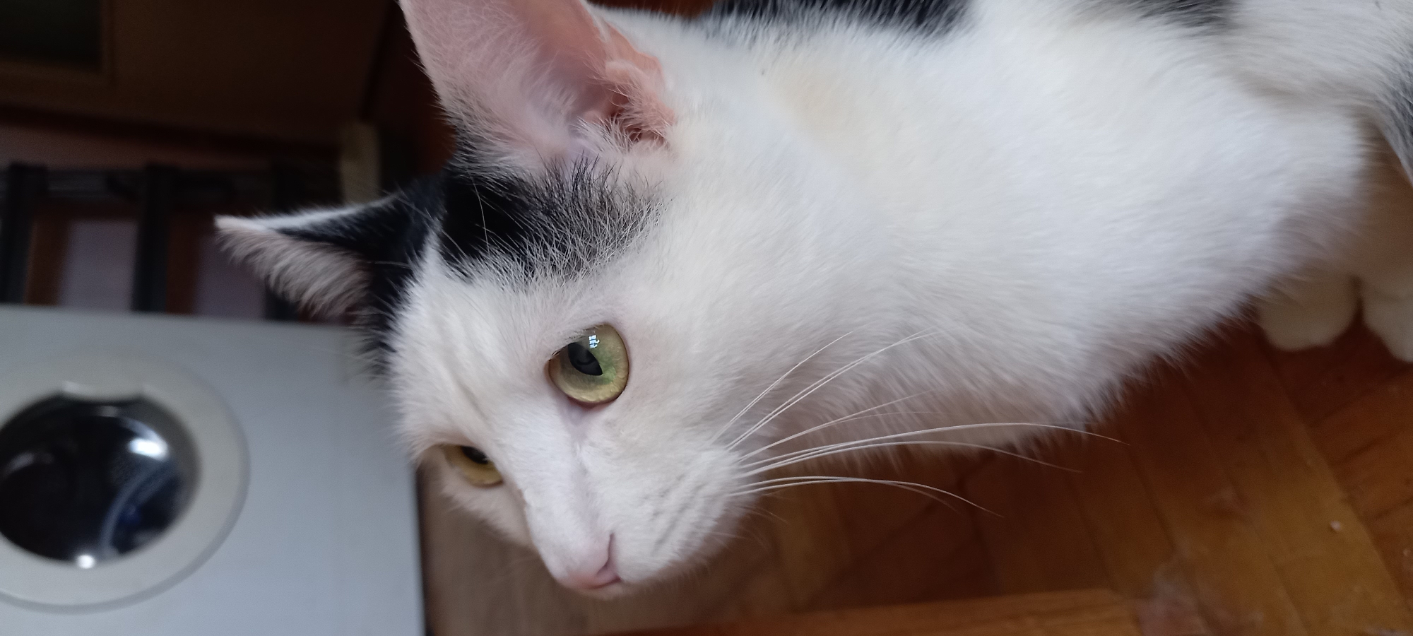 The image is a close-up, eye-level shot of a black and white cat's face and chest, taken indoors. The cat is looking upwards and to the left. Its fur is predominantly white with black markings on its head and ears. The cat has striking green eyes, a pink nose, and long white whiskers. The background is blurred, but appears to be a domestic setting with a wooden floor and a portion of a washing machine visible in the upper left corner. The lighting is moderate, creating soft shadows on the cat's fur. There is no indication of the cat's location within the city of Izhevsk, Russia.