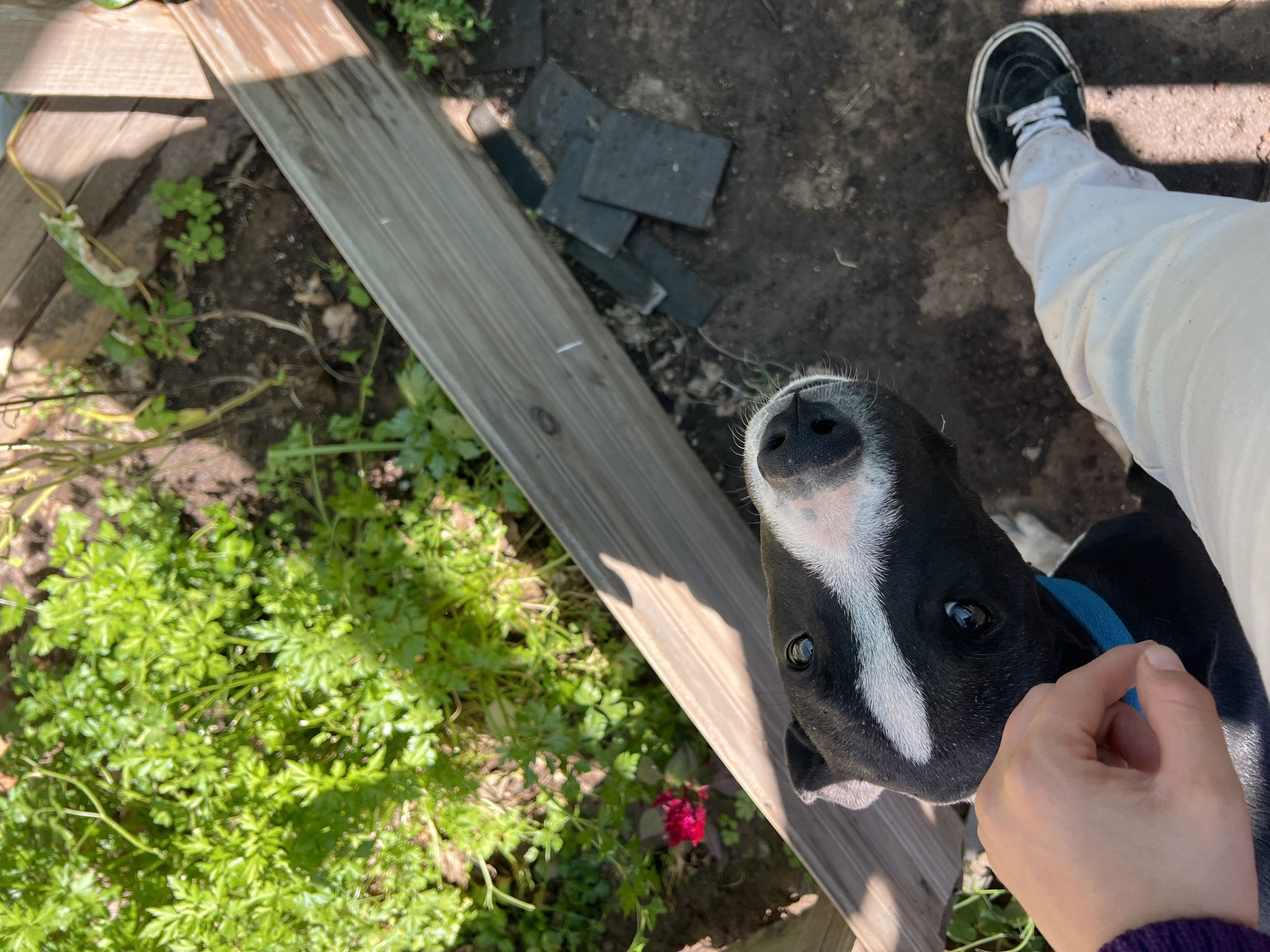 This high-angle, outdoor photograph captures a friendly interaction between a person and a black and white dog in what appears to be a garden or yard in Sumalao, Argentina. The central subject is a black and white dog, possibly a puppy, with a distinctive white stripe running down its face, a black nose, and large, dark, attentive eyes. It wears a blue collar and looks directly upward, engaging with the person.
A light-skinned hand is visible near the dog's muzzle, suggesting a gentle touch or the offering of a treat, indicating a close bond. The person's lower body is partially visible on the right: a foot clad in a black sneaker with white laces and sole, and a leg wearing loose white pants.
The ground features various elements. On the left, lush green foliage, resembling parsley or a similar leafy plant, grows vibrantly, with a small red flower visible towards the bottom. Wooden planks, possibly forming a raised garden bed or pathway, run diagonally through the frame. On the right, the ground is dirt or soil, with several dark, rectangular pavers or tiles scattered. Bright sunlight casts shadows, indicating a clear, daytime setting. The dog appears curious and expectant, its full attention on the person. There is no visible text in the image.