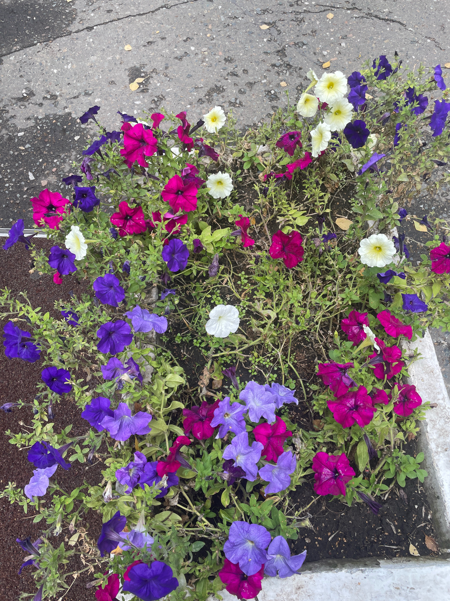 This is a high-angle, full shot of a planter box filled with blooming petunias. The flowers are a mix of vibrant colors including fuchsia, purple, and white. Some of the flowers are in various stages of bloom, with some petals slightly wilted. The planter box is situated next to a cracked asphalt surface. A few yellow leaves are scattered on the asphalt. The scene is set in Omsk, Russia. There are no people or animals visible in the image. The lighting suggests it is daytime, with diffused light.