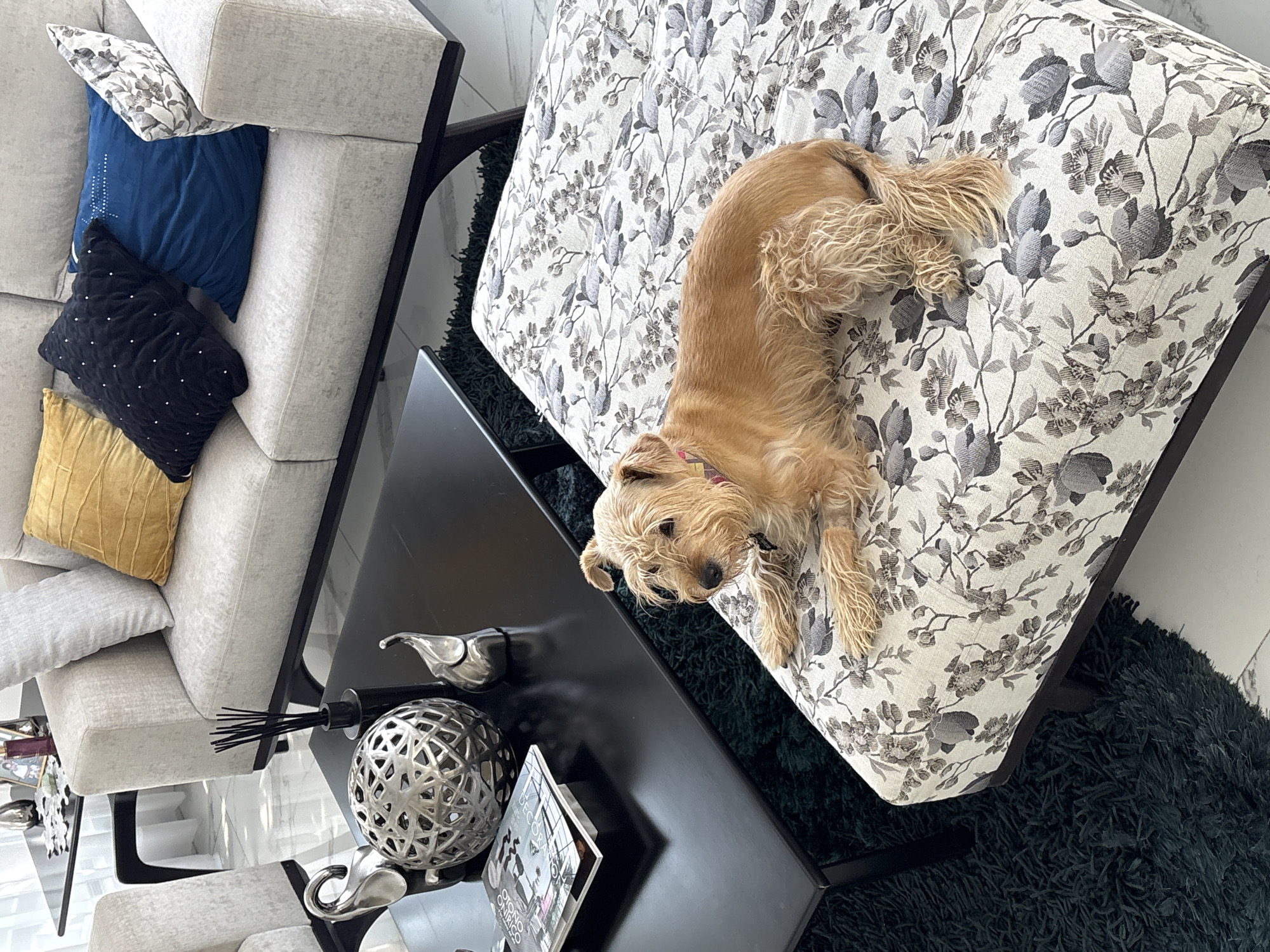 A tan, medium-sized dog lies on its side on a floral-patterned cushion in what appears to be an indoor setting. A black coffee table is positioned next to the cushion, adorned with decorative items including a silver metal sphere, a silver bird figurine, and a book. To the left, part of a light-colored couch with an assortment of pillows—blue, black, and yellow—is visible. The cushion sits on a dark green, shaggy rug. Based on the location, it is presumed this scene is in San Bernardino Tlaxcalancingo, Mexico.