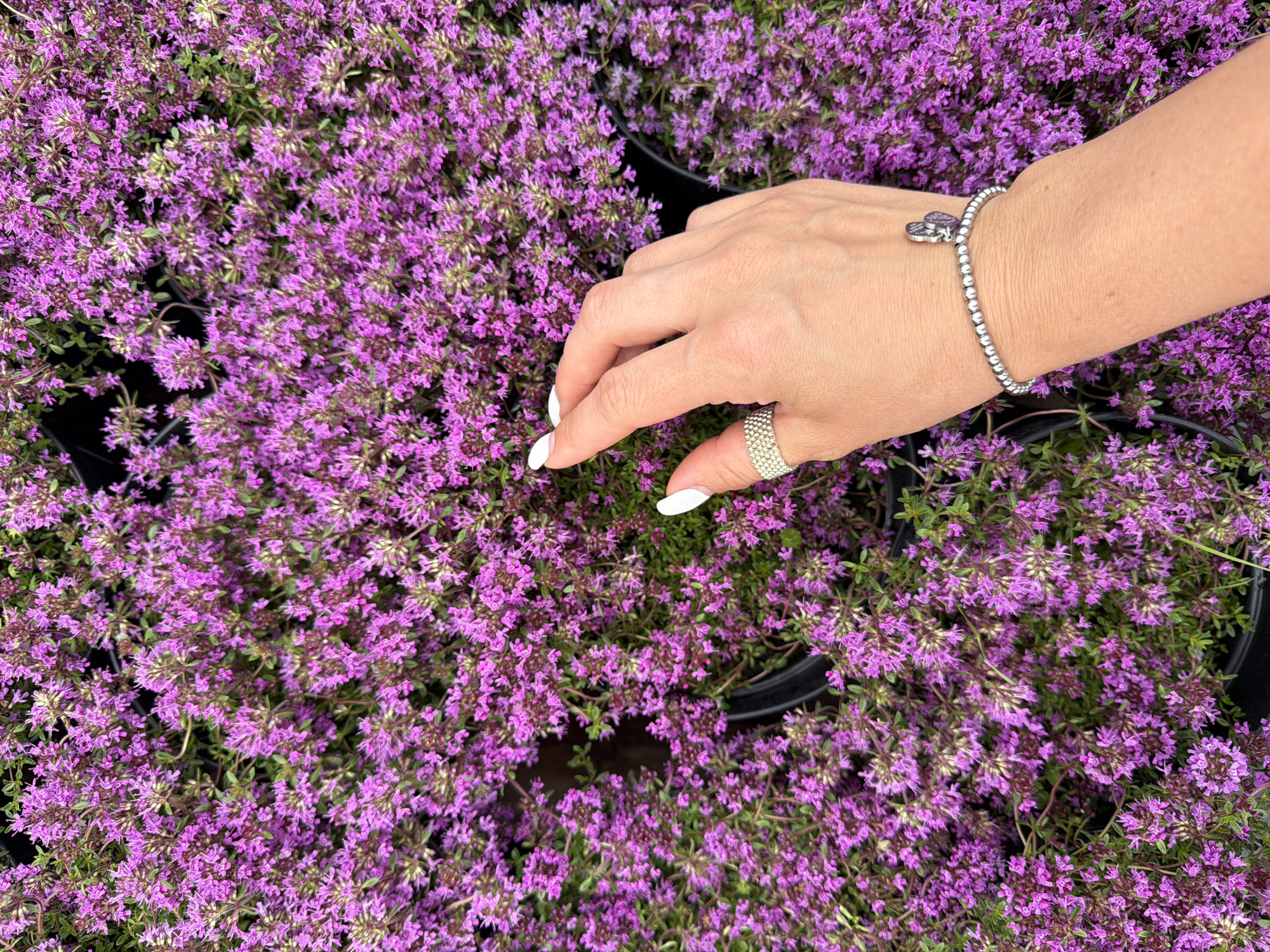 A person's hand is visible in the foreground of an image filled with purple flowers. The hand, with painted white nails and adorned with a ring and bracelet, is reaching out and touching the flowers. The background consists of an abundant field of small purple flowers with green stems and leaves, appearing to be in planters. The lighting suggests an outdoor setting, possibly a garden or nursery.