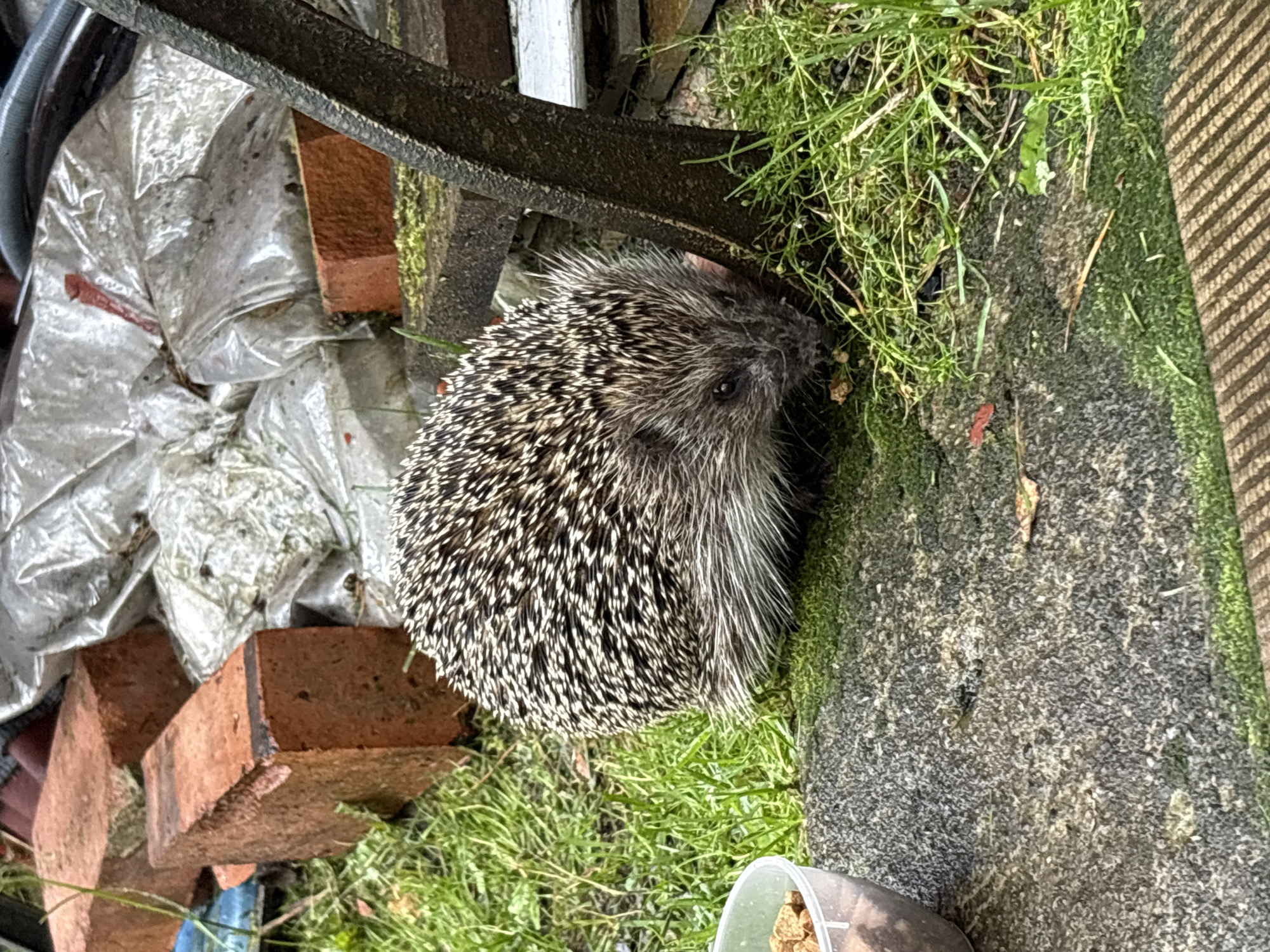 A hedgehog is foraging near a metal bench and a small plastic container of food. The hedgehog is positioned on mossy ground with blades of grass and is facing towards the right of the frame. In the background, there are several bricks and large white plastic bags. The scene appears to be outdoors in a garden or yard setting.