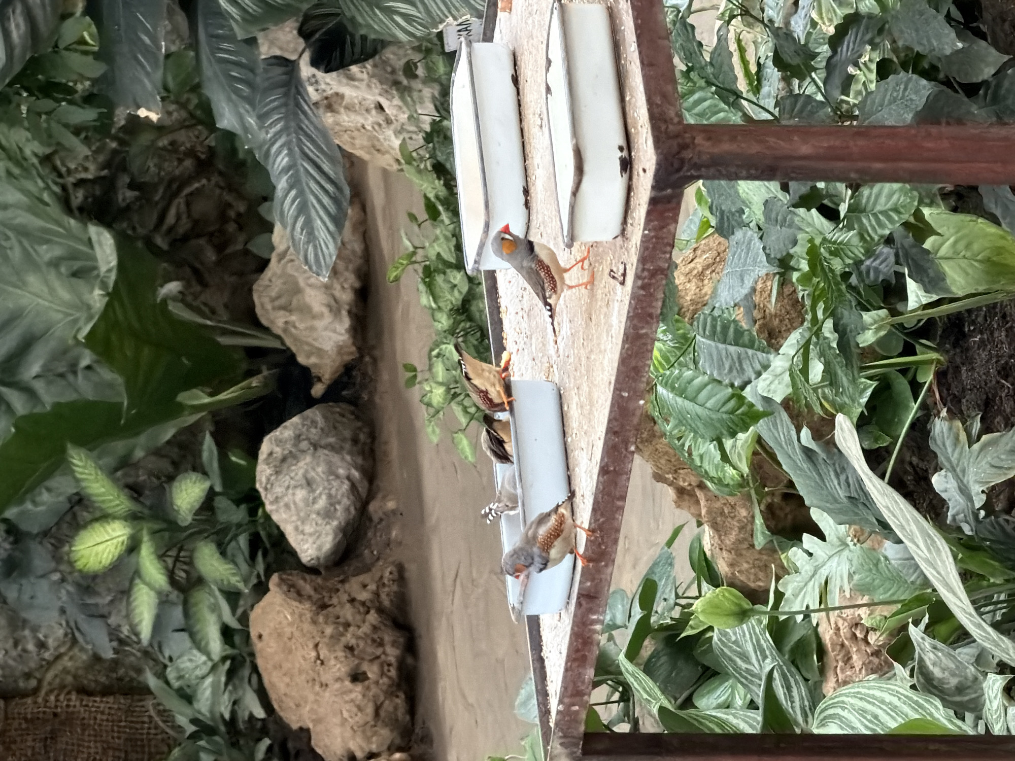 The image shows an indoor aviary environment with several small birds feeding from a shallow dish on a table. The aviary features lush green foliage, rocks, and a sandy or dirt floor. The table is made of metal with a weathered surface and has two white rectangular feeders. Three zebra finches are visible: one stands on the edge of the table in the foreground, another is in the middle of the table near a feeder, and a third is in a feeder in the background. The lighting suggests an indoor setting, possibly a zoo or nature exhibit. The location of Akatovo, Russia, is not depicted or suggested by any visual cues in the image.