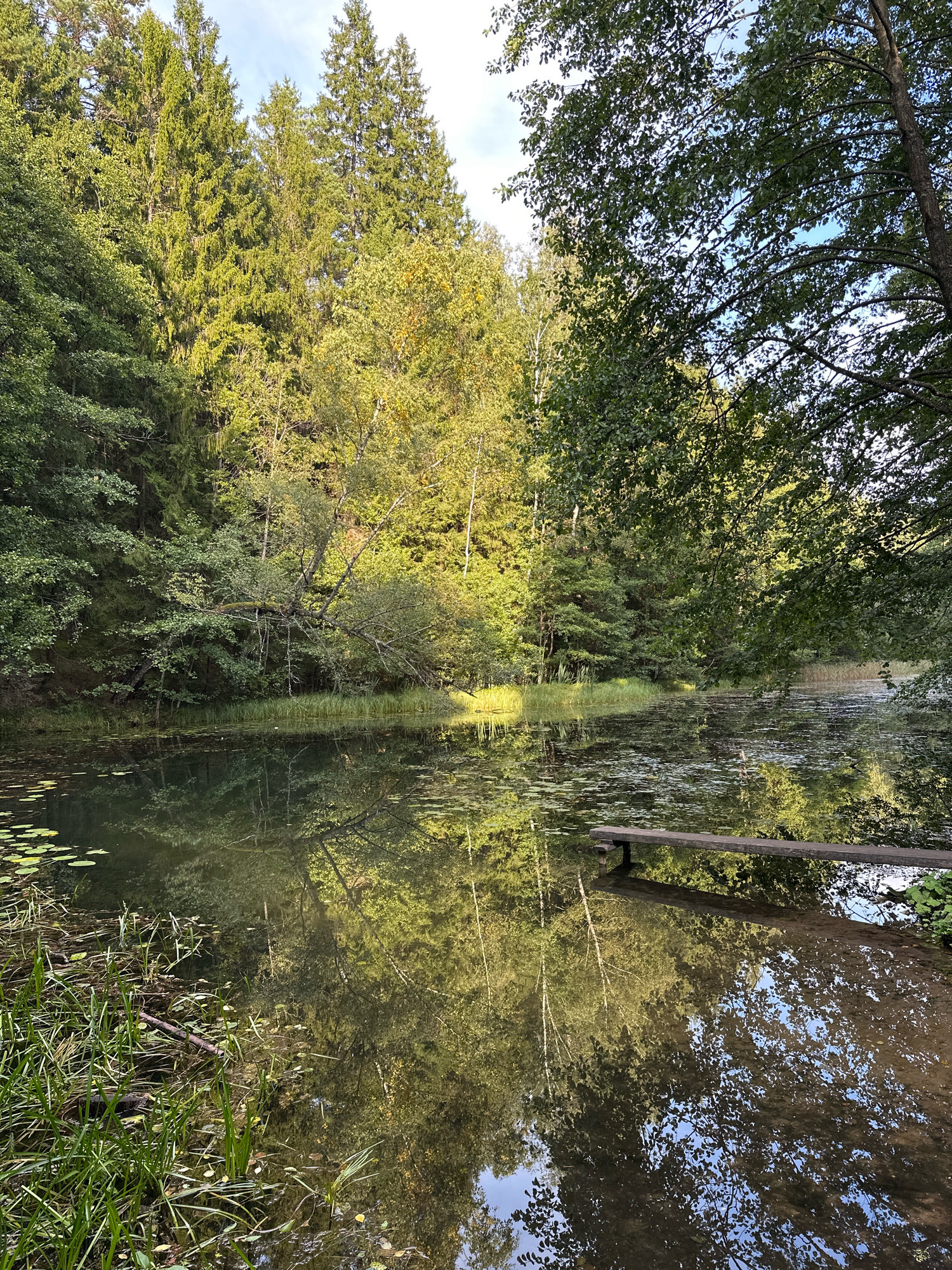 The image depicts a tranquil natural scene at a lake or pond, likely within the Свірскі сельскі Савет, Belarus. A wooden diving board extends into the water from the right foreground. The water's surface is partially covered with lily pads and aquatic plants, and it reflects the surrounding lush green trees and a bright blue sky. Tall, dense coniferous and deciduous trees form a thick forest along the opposite bank and the left side of the frame. The sunlight filters through the leaves, creating dappled light patterns on the water and vegetation. The overall atmosphere is serene and indicative of a secluded natural area.
