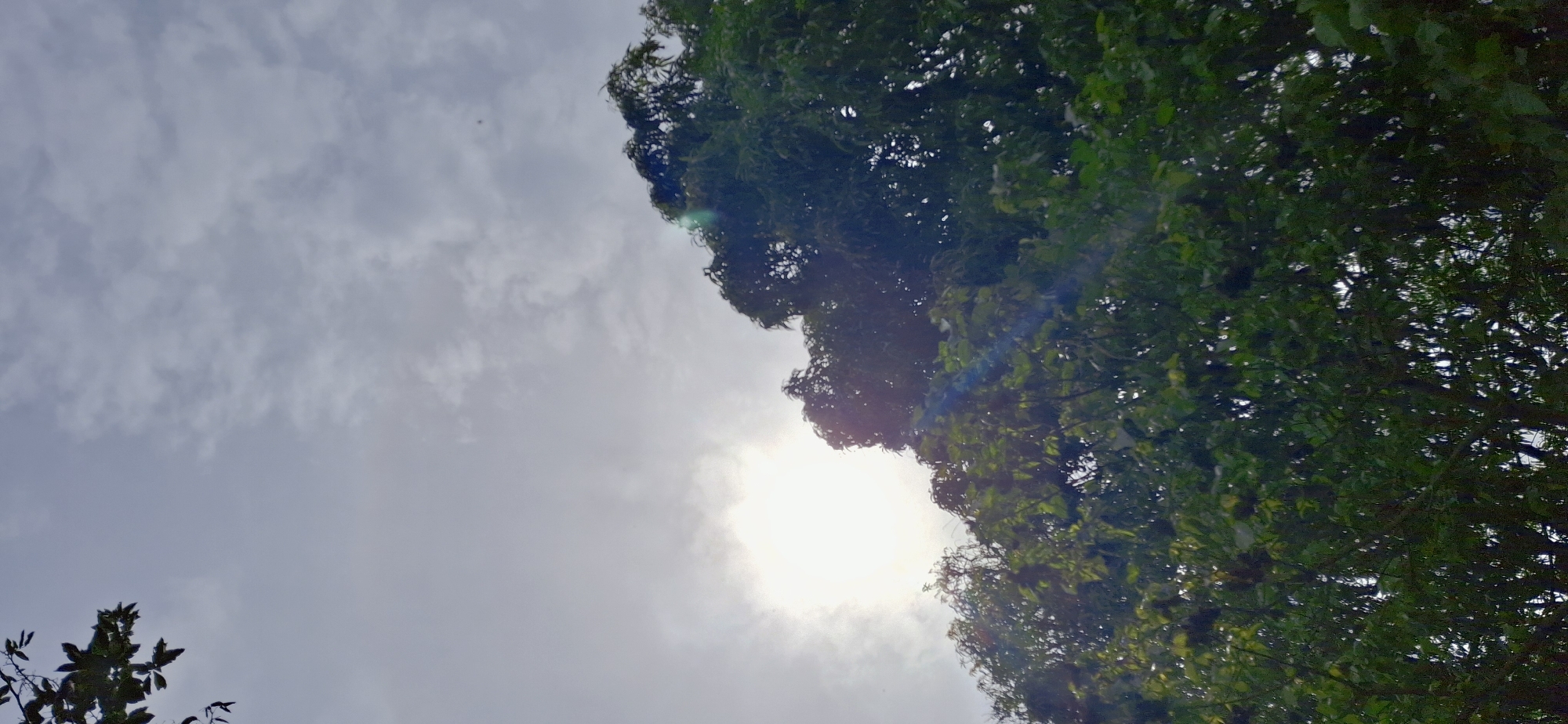 The image displays an outdoor scene in Vallecito, Venezuela, primarily featuring an overcast sky and a dense green tree canopy. A brilliant, diffuse white light, indicative of the sun, emanates from the lower-left quadrant, partially obscured by both clouds and the tree line. A prominent lens flare, displaying a rainbow spectrum, extends from the bright light across the upper foliage. The sky is predominantly light gray with diffuse cloud formations. Lush, dark green foliage of broadleaf trees fills the lower two-thirds of the frame and extends along the right edge, with a single leafy branch visible in the upper-left corner. The strong backlighting from the sun silhouettes much of the tree canopy, highlighting gaps where the sky is visible through the leaves. No human figures or man-made structures are visible.