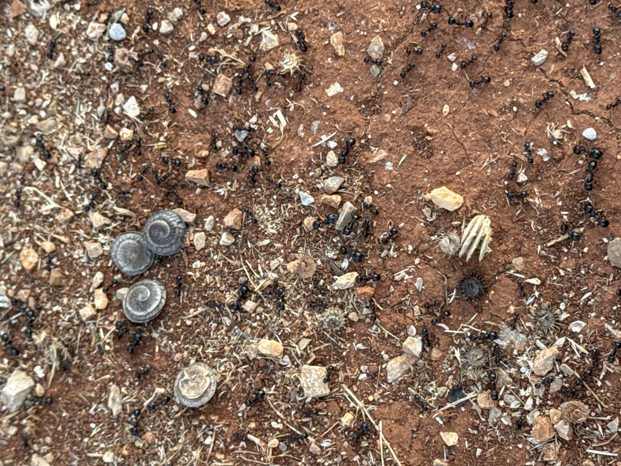 The image depicts a close-up, overhead view of ants on reddish-brown soil scattered with small stones, dried vegetation, and other debris. Several small, spiral-shaped objects, possibly snail shells or seed pods, are visible. A cluster of black ants is gathered around these objects and scattered throughout the scene, appearing to be foraging or in transit. The environment is outdoors, with the ground texture suggesting a dry, arid area. The scene does not contain any humans or identifiable landmarks that would indicate a specific location within Kovačko Polje, Montenegro.