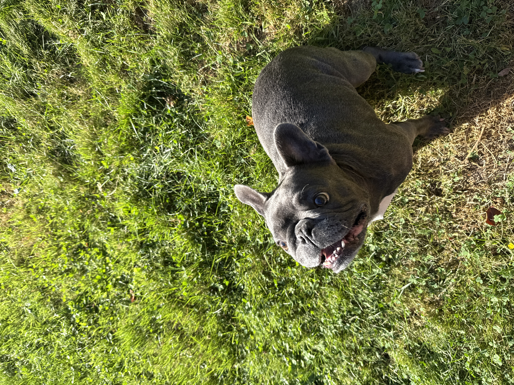 A French Bulldog is on a grassy lawn in Bad Sachsa, Germany. The dog is facing upwards and to the left with its mouth slightly open, revealing its teeth. The dog's fur is gray and its ears are erect. The grass is green and appears to be well-maintained. The sun is shining, casting shadows on the grass.