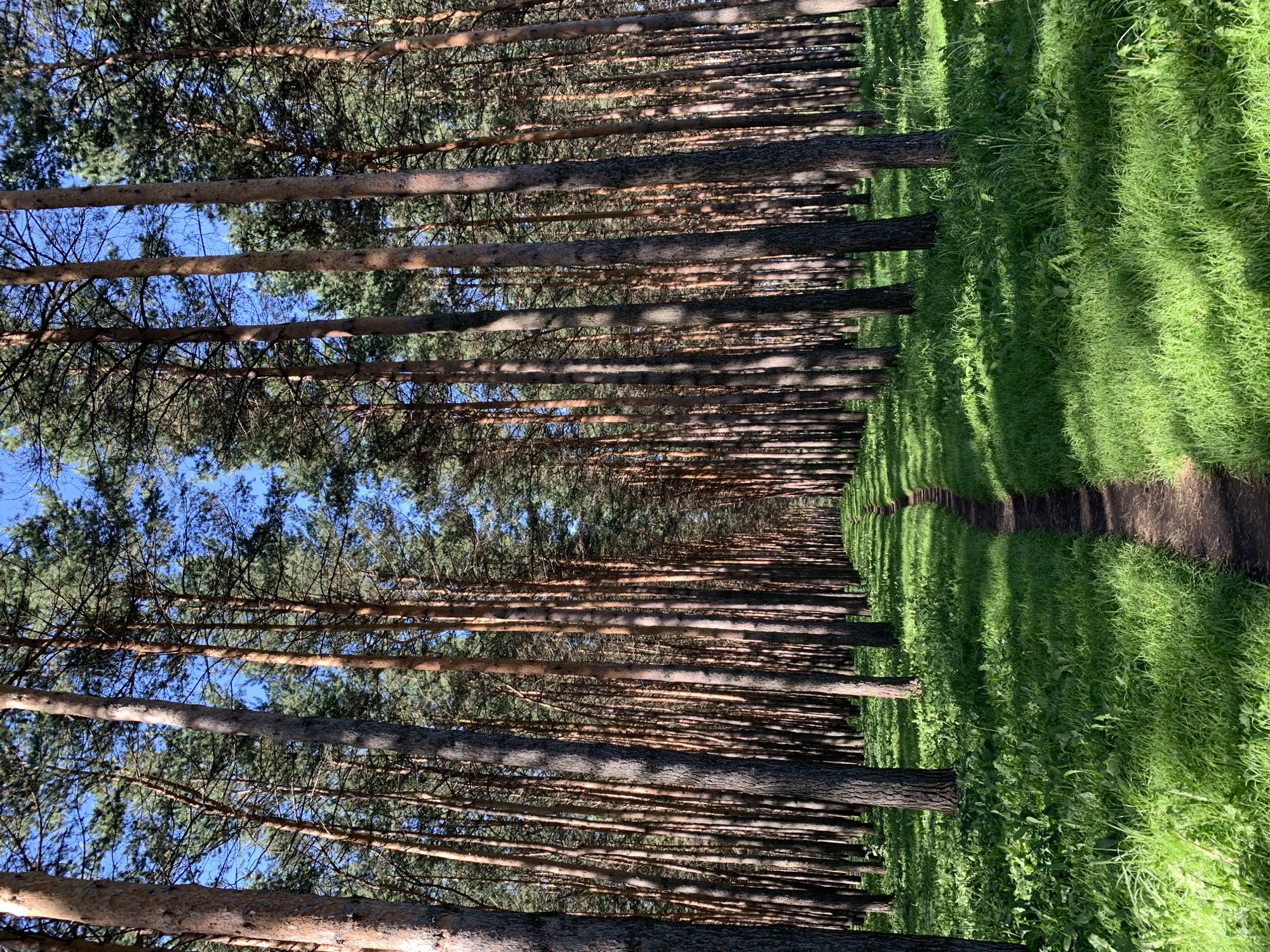 This image captures a sunlit path winding through a dense forest of tall, slender pine trees. The ground is covered in vibrant green grass, dappled with sunlight and shadow. The trees are closely spaced, creating a sense of depth and an almost tunnel-like effect as the path recedes into the distance. The sky above is a clear, bright blue. The scene is tranquil and natural, devoid of any human presence or man-made structures.
This image is not from Prokopyevsk, Russia.