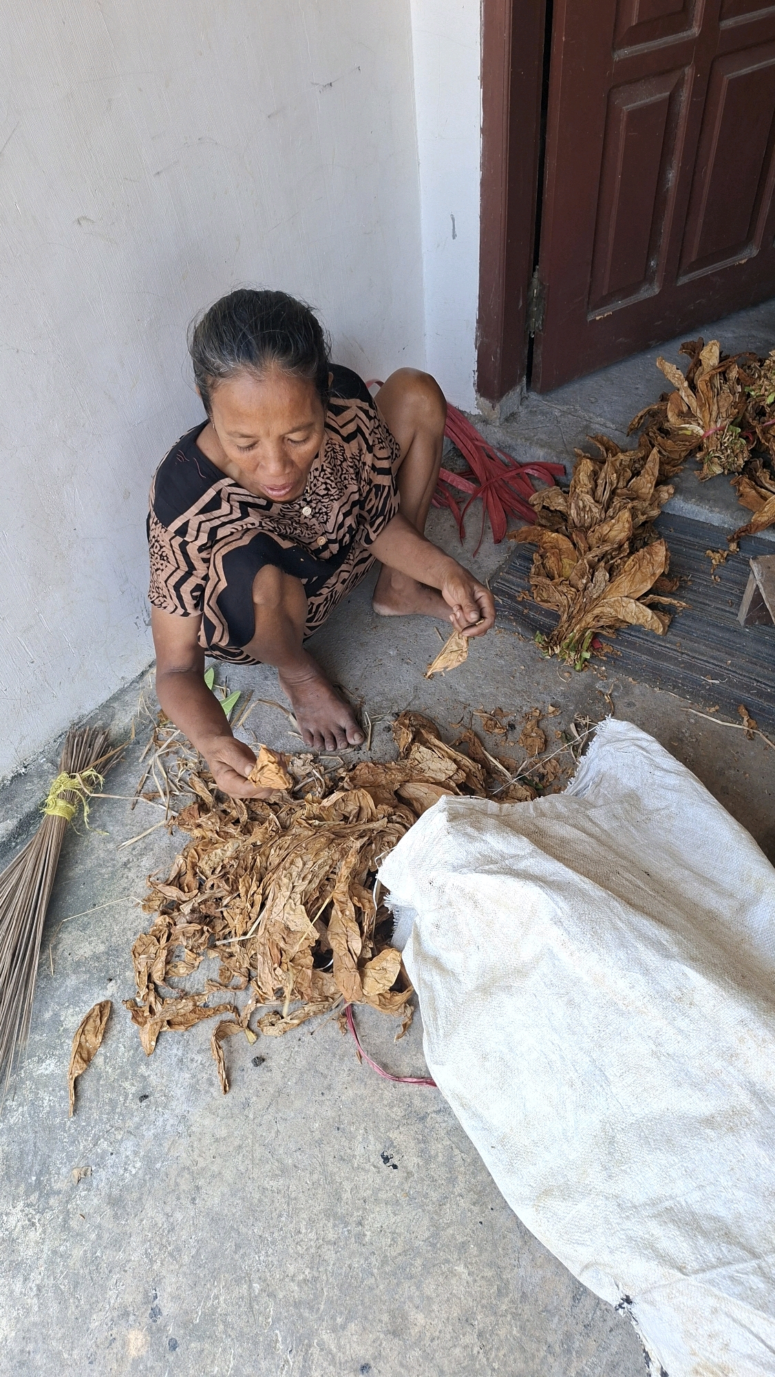 An overhead, eye-level, medium shot captures a woman squatting on a concrete ground outside a building. The woman, of East Asian descent, is wearing a black and beige patterned dress and has her dark hair pulled back. Her gaze is focused on the dried tobacco leaves spread out before her. Her hands are busy with the leaves, as if sorting or processing them.
To her left, a broom made of straw is tied with a yellow string. A large white sack lies to her right, partially filled with the processed tobacco leaves. The background features a white wall and a dark brown wooden door. The ground is littered with more dried tobacco leaves, some still attached to stems, and straw-like debris. The overall scene suggests a domestic or agricultural setting where tobacco processing is taking place.