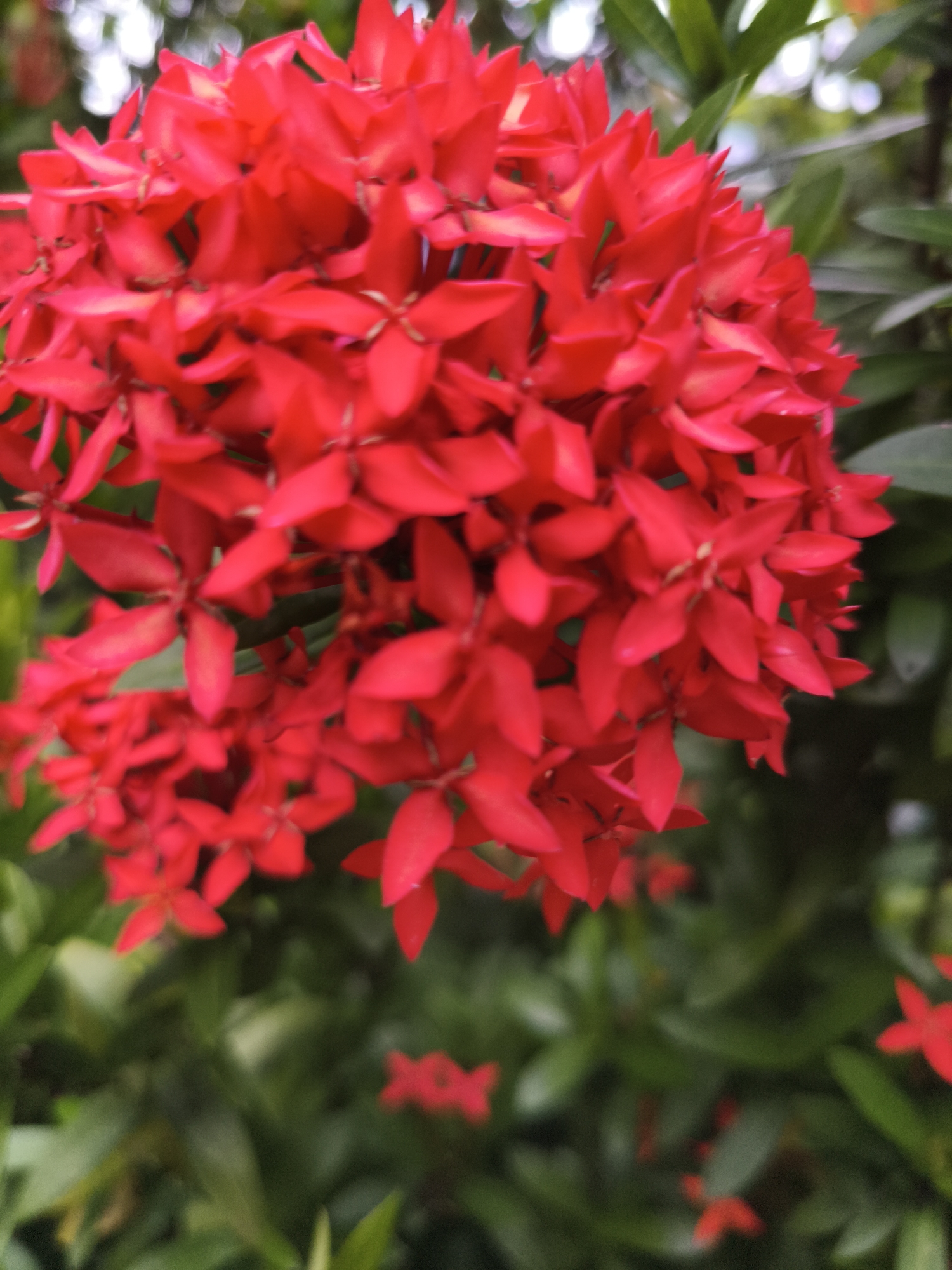 A close-up, low-angle, full shot captures a vibrant cluster of bright red Ixora flowers in Rayeukpayaitek, Indonesia. The flowers are tightly packed, with each individual blossom featuring four pointed petals and a slender tube. The petals show a slight gradient of color, with lighter pink or white tones near the base and a deep red at the tips. The background is a blur of green foliage and out-of-focus bokeh lights, suggesting a natural, outdoor setting. The lighting is natural, highlighting the texture and depth of the flower petals. No people or animals are visible in the scene.