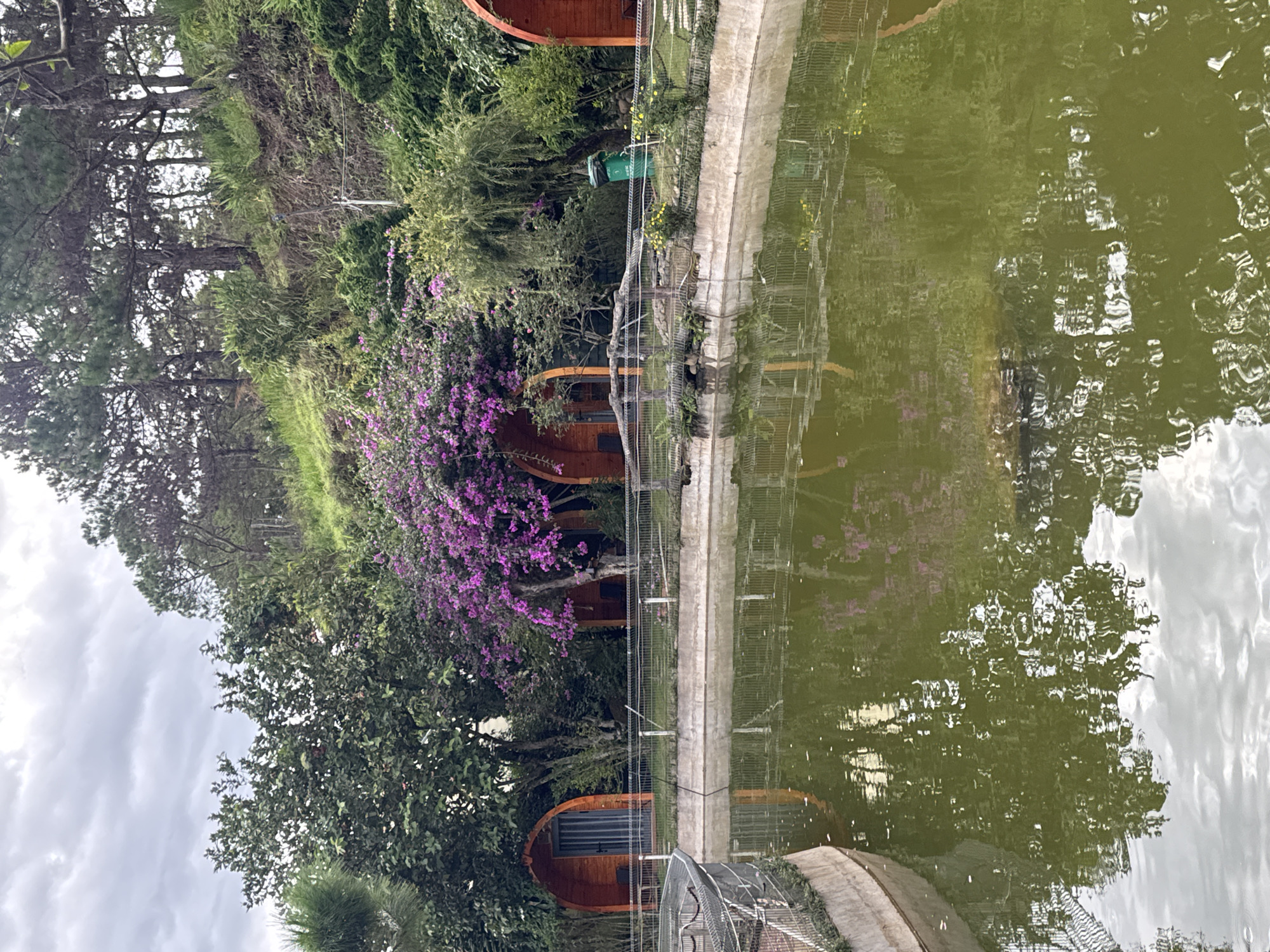 The image depicts an outdoor scene, likely a park or resort, in Lạc Dương, Vietnam. In the foreground, a large body of greenish water occupies the lower half of the frame, with reflections of the surrounding trees and sky visible on its surface. Along the edge of the water, a concrete embankment is visible, topped with a metal fence.
In the middle ground, behind the fence, are several dome-shaped wooden structures, appearing to be small cabins or rooms. One of these structures, on the left, has a dark, closed door. Next to it, a vibrant cluster of bright pink flowers blooms from a tree. Further to the right, another similar wooden structure is partially visible. Beyond these structures, a densely vegetated hillside rises, covered with various trees, bushes, and grass. The trees on the hillside are predominantly coniferous, with some deciduous trees interspersed. The sky above is overcast with grey clouds. A green trash receptacle is visible near the right edge of the middle ground. The overall atmosphere suggests a natural, somewhat tranquil environment.
